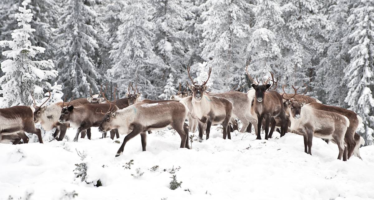 Reindeer in snow. Moori. Dreamstime (12596181) Reindeers in the snowy forest. Image credit: Moori | Dreamstime (12596181)