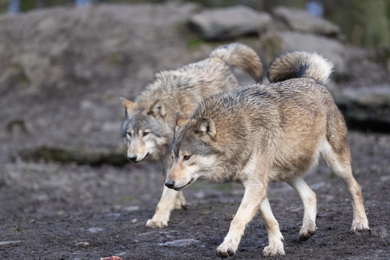 Eastern timber wolf (Canis lupus lycaon). Eastern timber wolf (Canis lupus lycaon). Image credit: iNaturalist