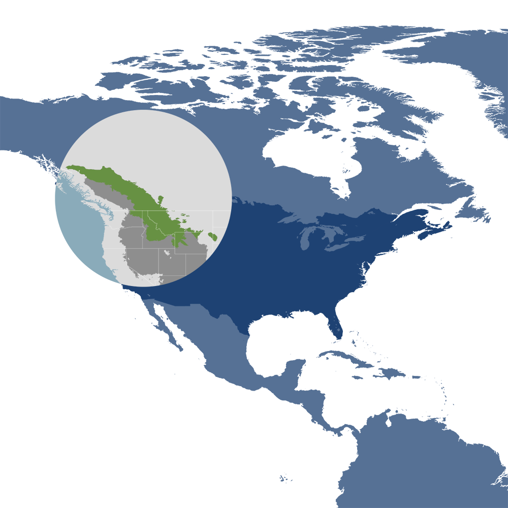 Greater Rockies & Mountain Forests Bioregion (NA13). Image Credit: One Earth. Greater Rockies & Mountain Forests Bioregion (NA13). Image Credit: One Earth.