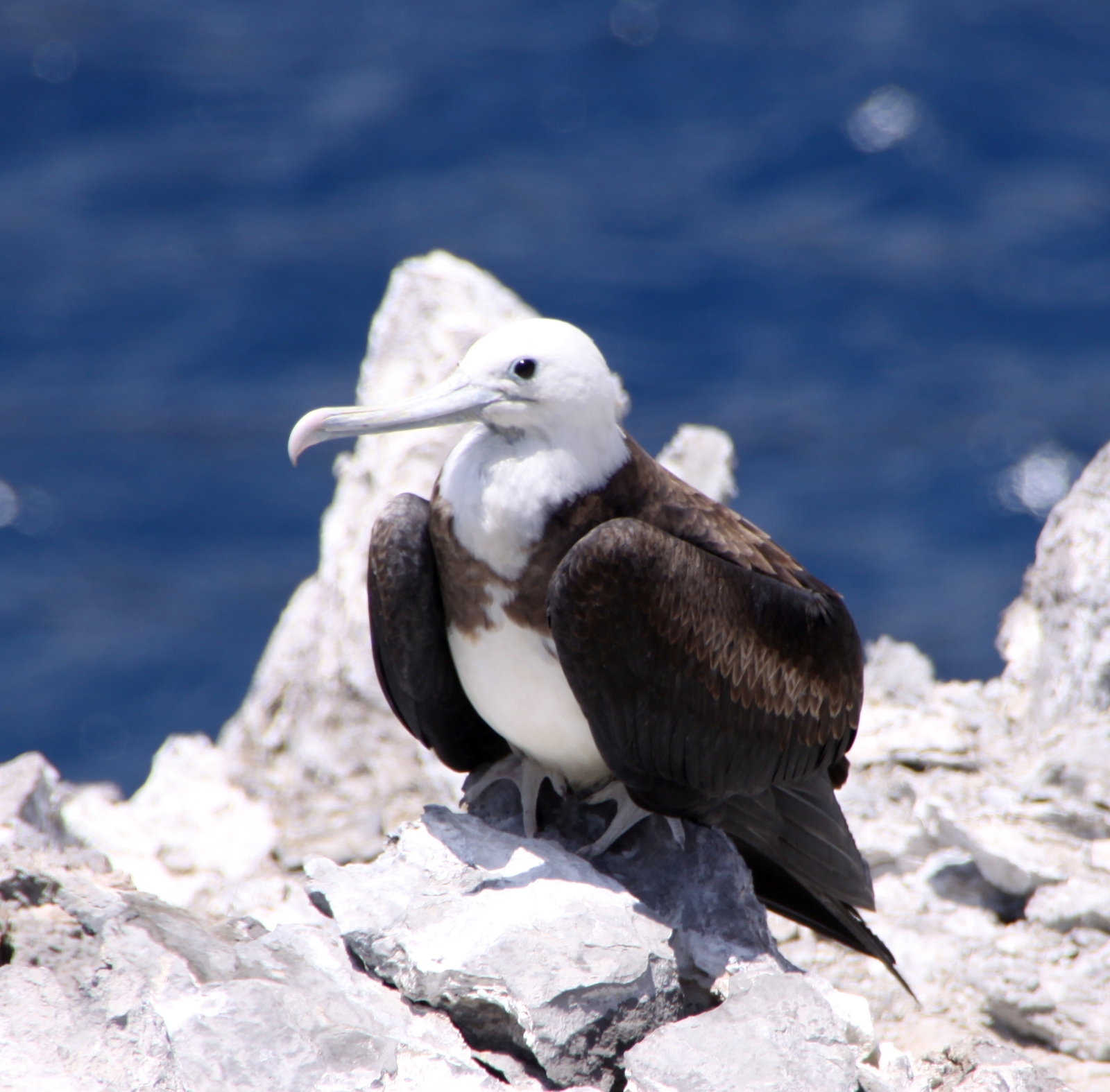A female juvenile Ascension frigatebird. Image Credit: Wiki Commons. A female juvenile Ascension frigatebird. Image Credit: Wiki Commons.