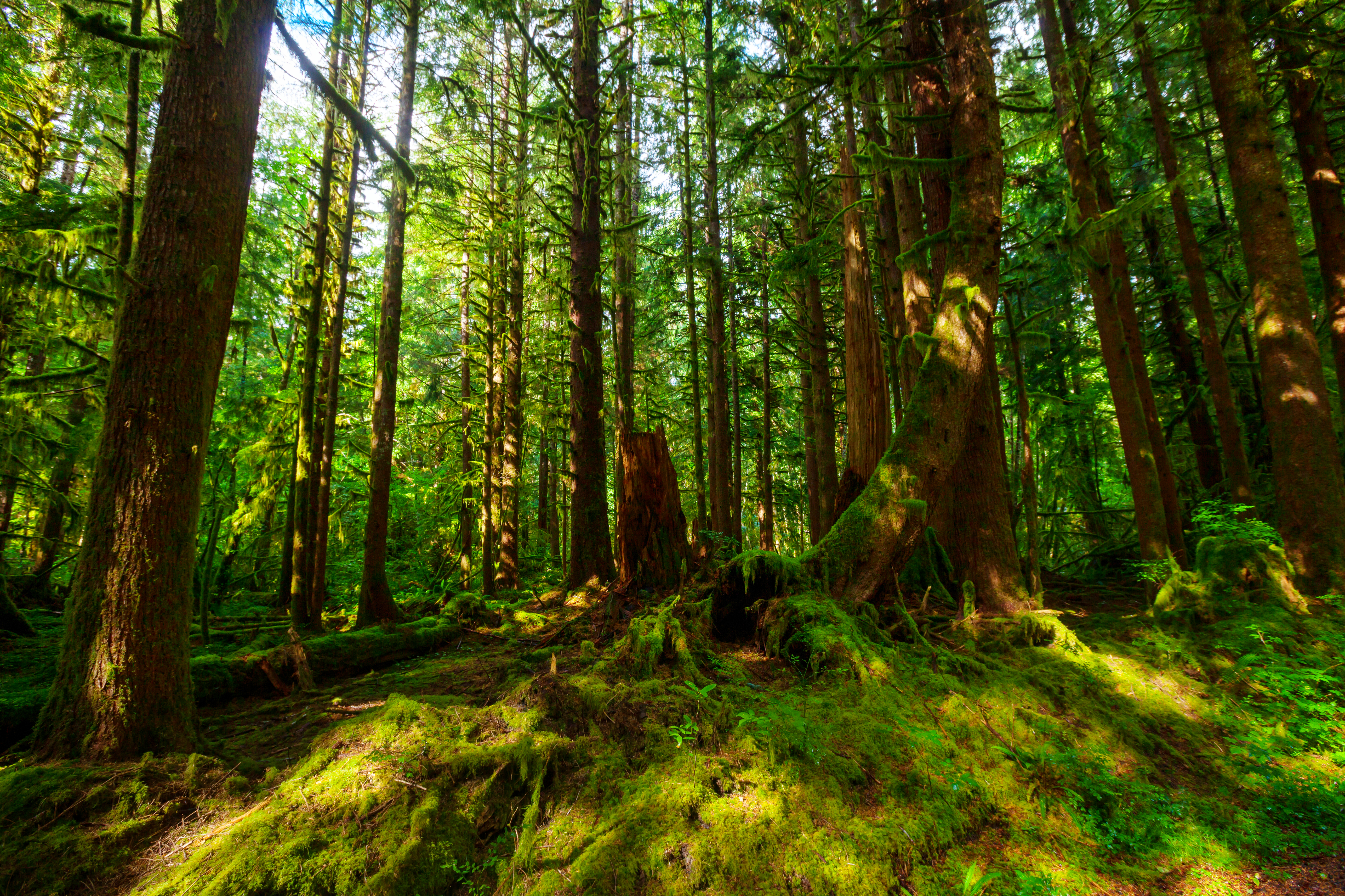 Mature and old-growth forests act as formidable carbon storage systems, sequestering carbon dioxide from the atmosphere and mitigating the impacts of climate change. Image Credit: Galyna Andrushko, Envato Elements. Mature and old-growth forests act as formidable carbon storage systems, sequestering carbon dioxide from the atmosphere and mitigating the impacts of climate change. Image Credit: Galyna Andrushko, Envato Elements.
