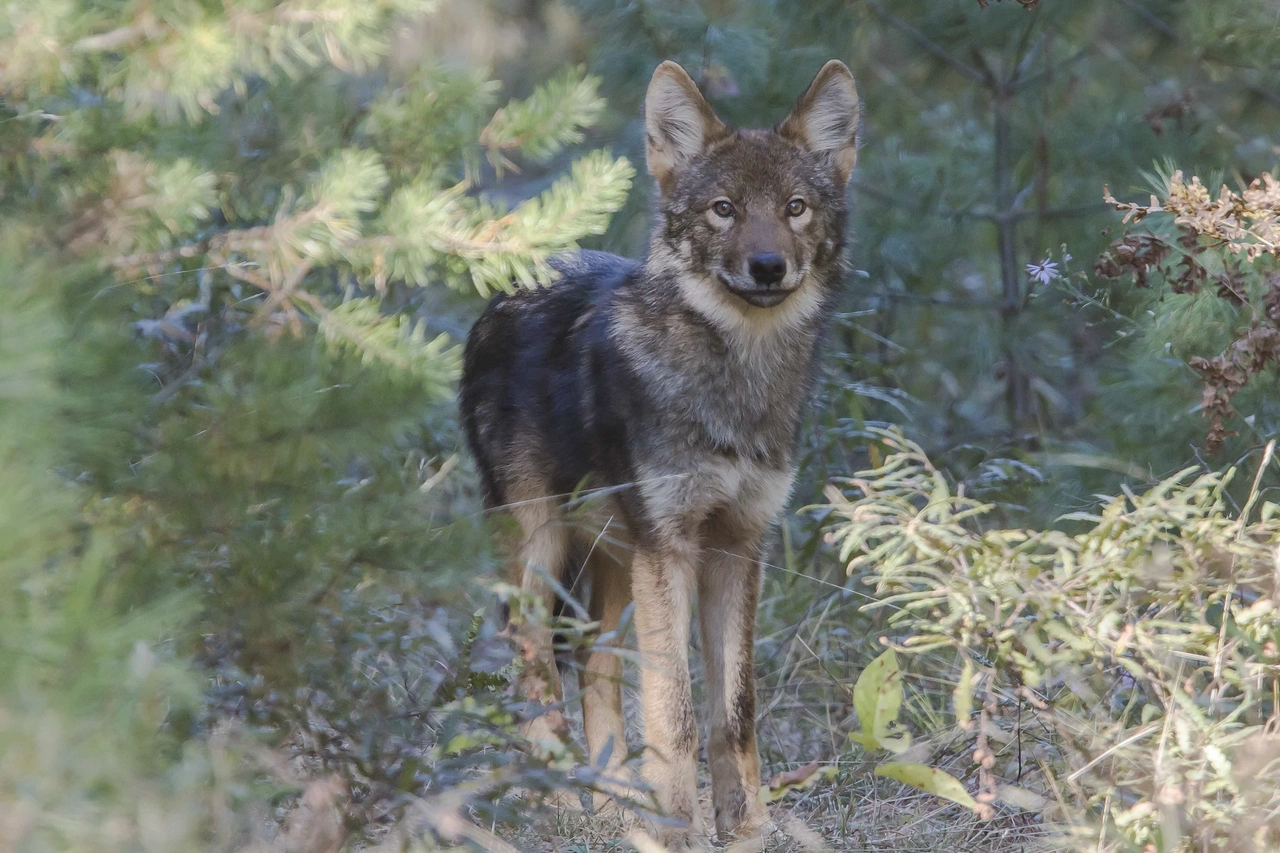 Eastern timber wolf (Canis lupus lycaon) in Algonquin Provincial Park. Eastern timber wolf (Canis lupus lycaon) in Algonquin Provincial Park. Image credit: Michael Runtz, Creative Commons