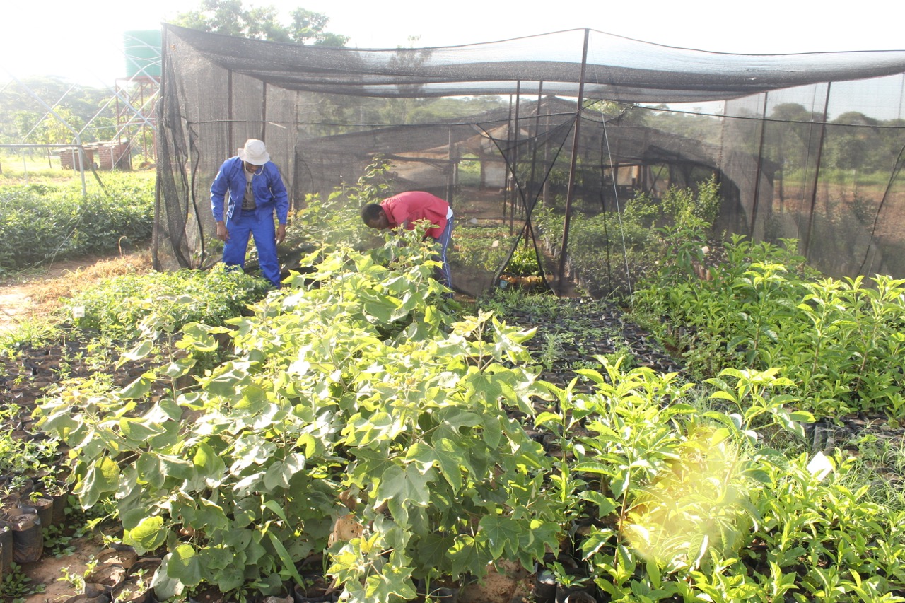 Indigenous tree nursery for establishing pollinator gardens. Image credit Courtesy of Research and Education for Sustainable Actions Indigenous tree nursery for establishing pollinator gardens. Image credit Courtesy of Research and Education for Sustainable Actions