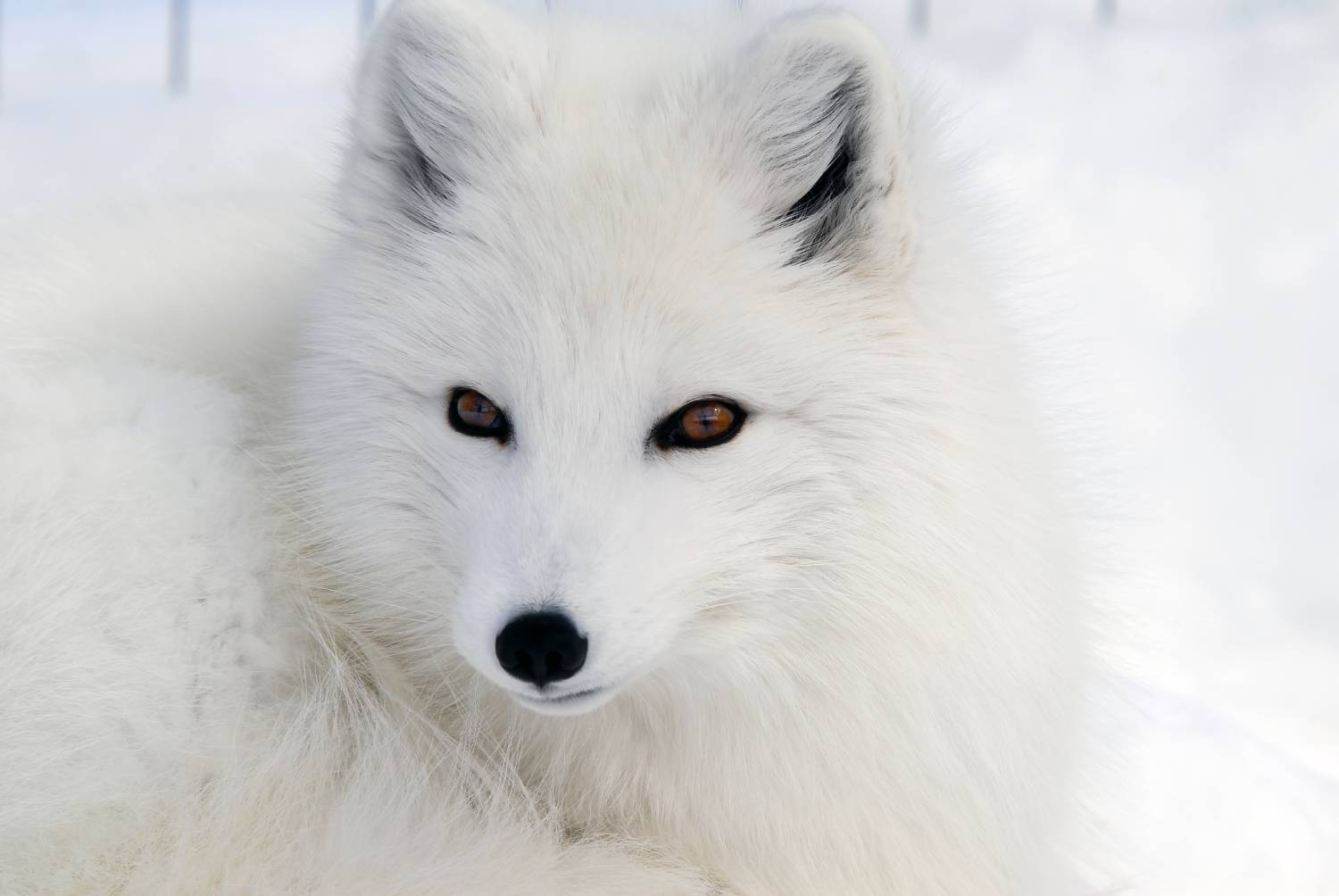Close-up picture of an Arctic fox. Photo | Dreamstime_4673027 Close-up picture of an Arctic fox. Photo | Dreamstime_4673027