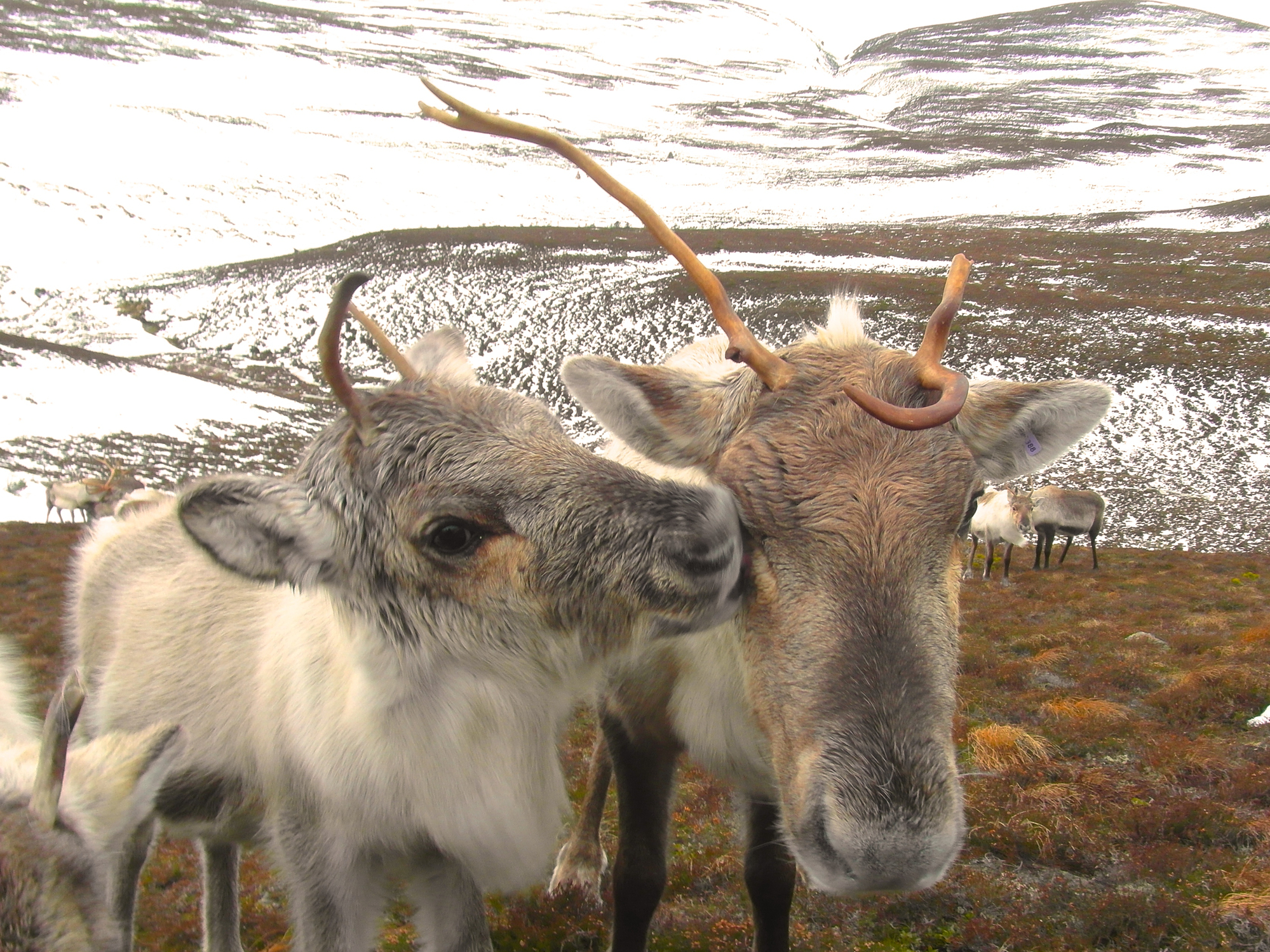 Reindeer cow and calf cuddling up in the Cairngorm Mountains, Scotland. Image Credit: Andi Probert, Dreamstime. Reindeer cow and calf cuddling up in the Cairngorm Mountains, Scotland. Image Credit: Andi Probert, Dreamstime.