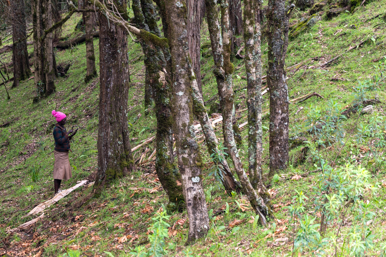 Ogiek woman mapping trees. Image credit: Courtesy of Digital Democracy Ogiek woman mapping trees. Image credit: Courtesy of Digital Democracy