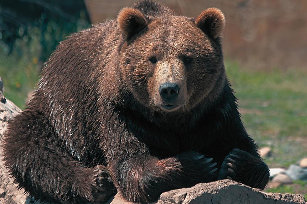 Grizzly bear in Bozeman, Montana. Image Credit: Walt Snover from Getty Images Pro via Canva Pro. Grizzly bear in Bozeman, Montana. Image Credit: Walt Snover from Getty Images Pro via Canva Pro.