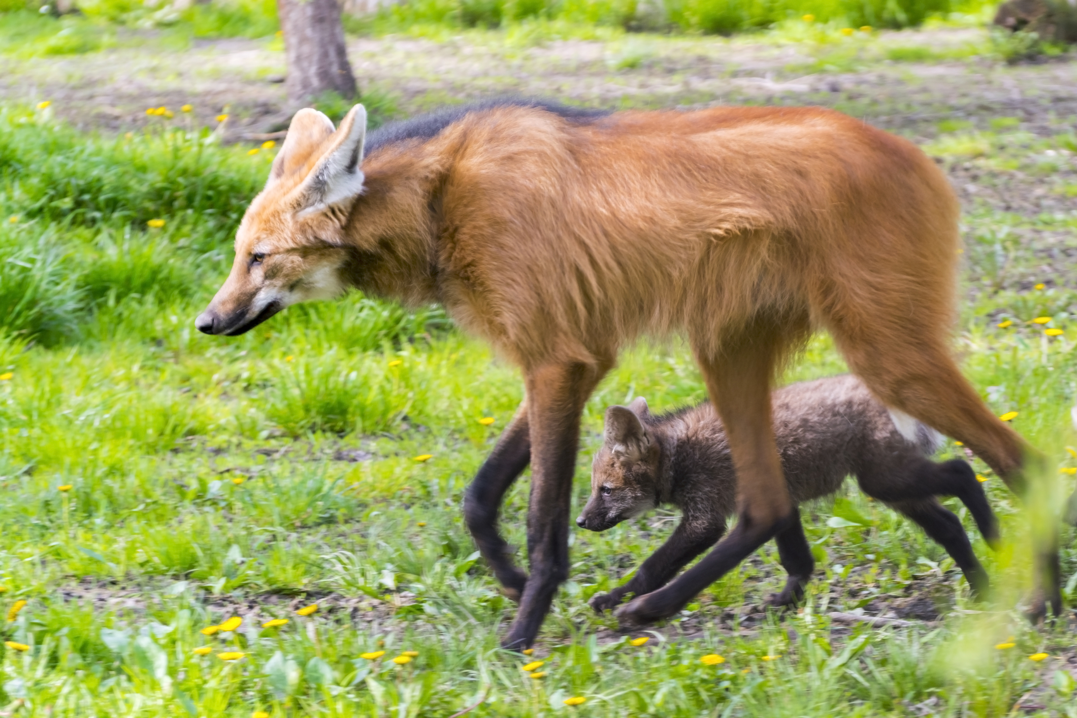 Maned wolf pup with mother. Image Credit: © Belizar, Dreamstime.