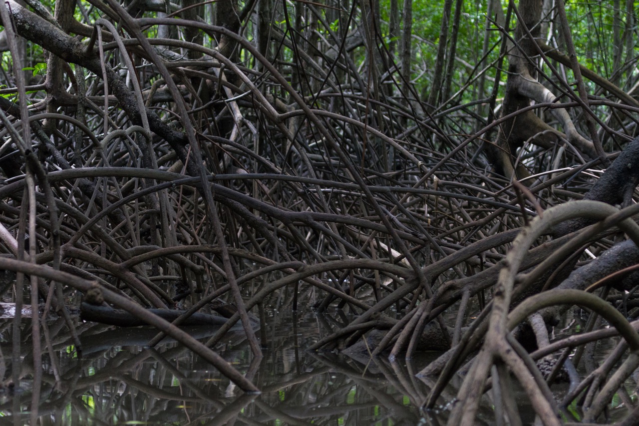 mangroves-corcovado-national-park mangroves-corcovado-national-park