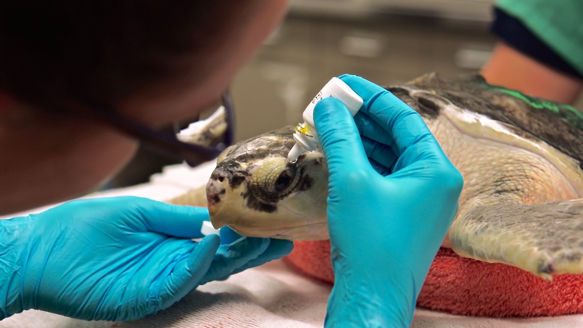 A cold stunned sea turtle receives eye medication. Image Credit: InterChange Media Art Productions A cold stunned sea turtle receives eye medication. Image Credit: InterChange Media Art Productions