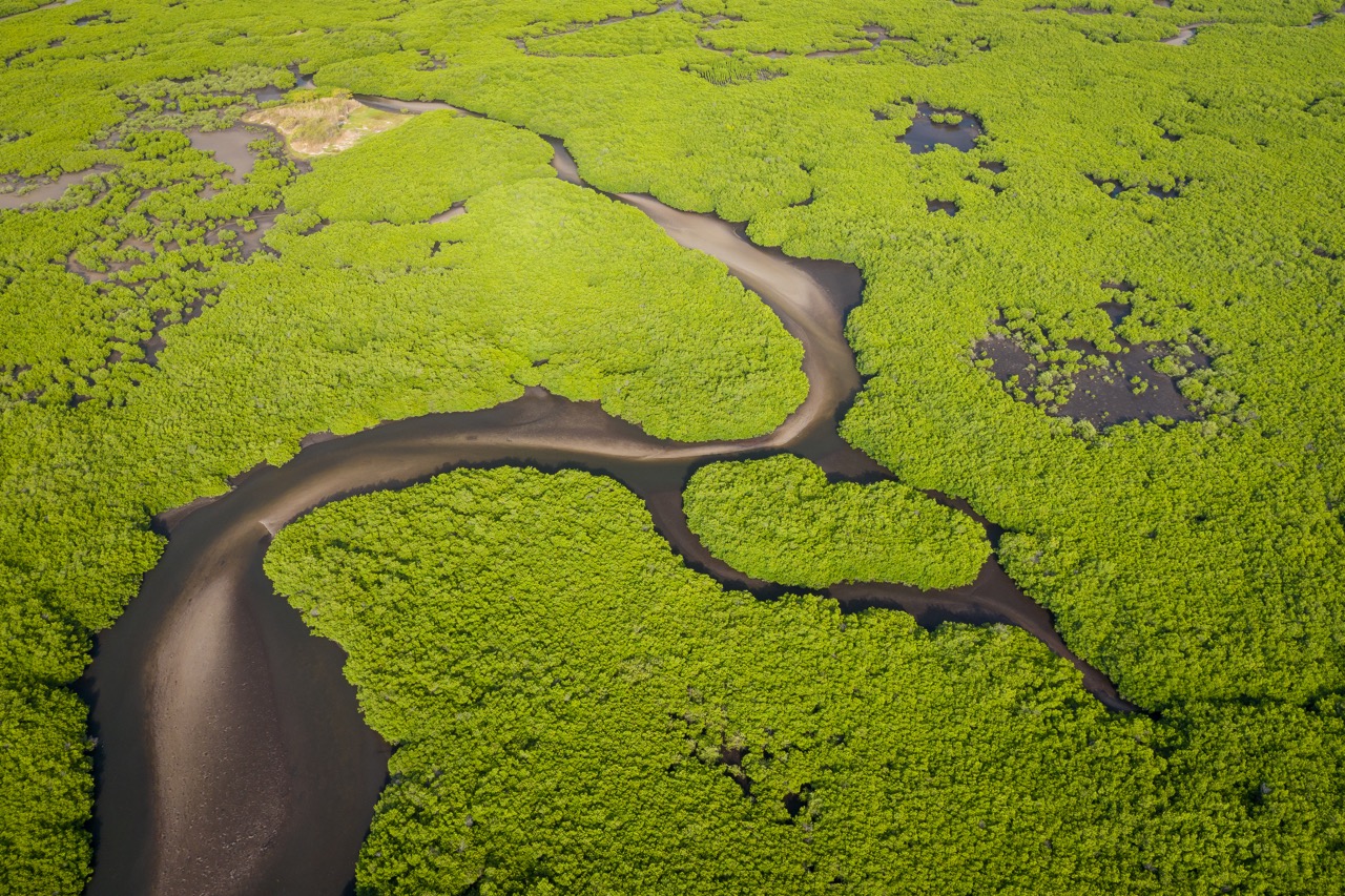 Aerial view of mangrove forest in the Saloum Delta National Park, Joal Fadiout, Senegal. Photo made by drone from above. Africa Natural Landscape. AdobeStock_305420032 Aerial view of mangrove forest in the Saloum Delta National Park, Joal Fadiout, Senegal. Photo made by drone from above. Africa Natural Landscape.