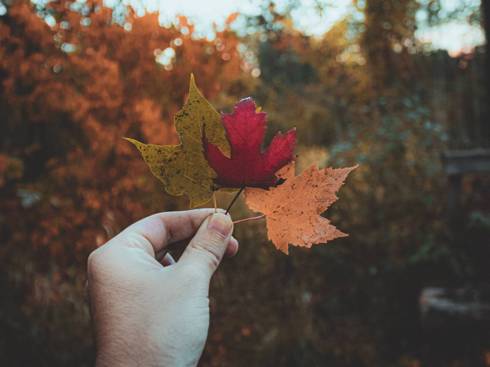 Image credit: Nicolas Gamboa, Creative Commons Image credit: Nicolas Gamboa, Creative Commons