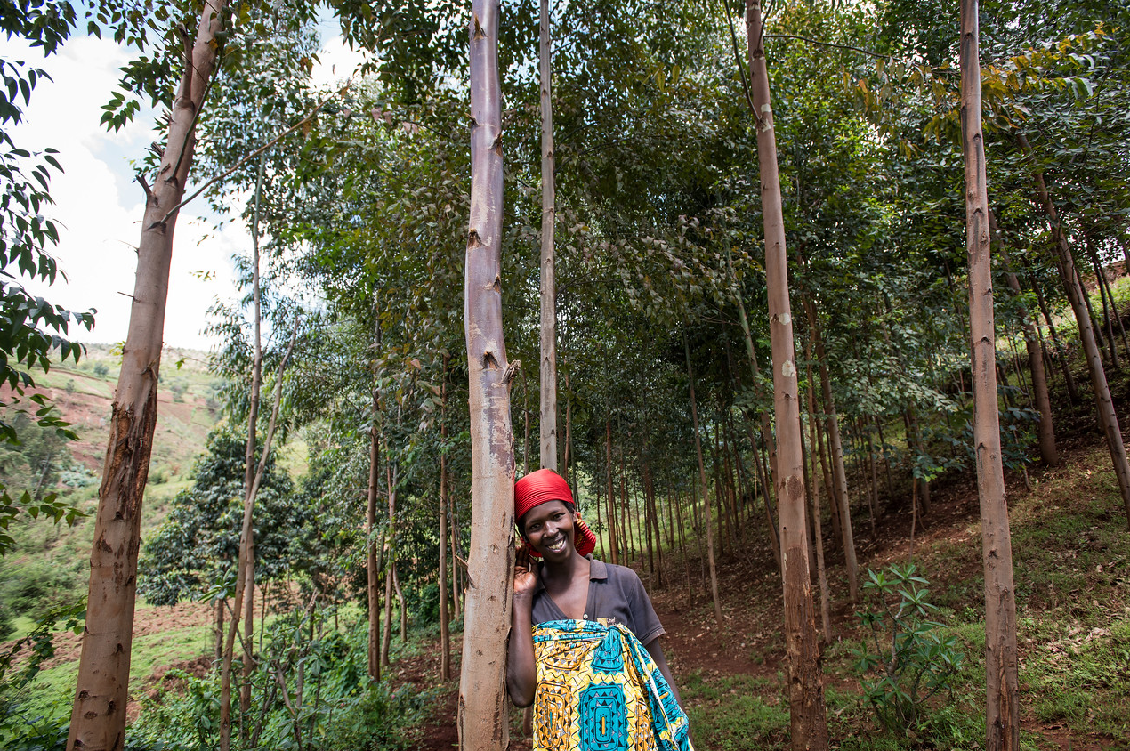 Gaudence Nzomukunda stands among the trees she has grown on her land in rural Burundi. Gaudence Nzomukunda stands among the trees she has grown on her land in rural Burundi.