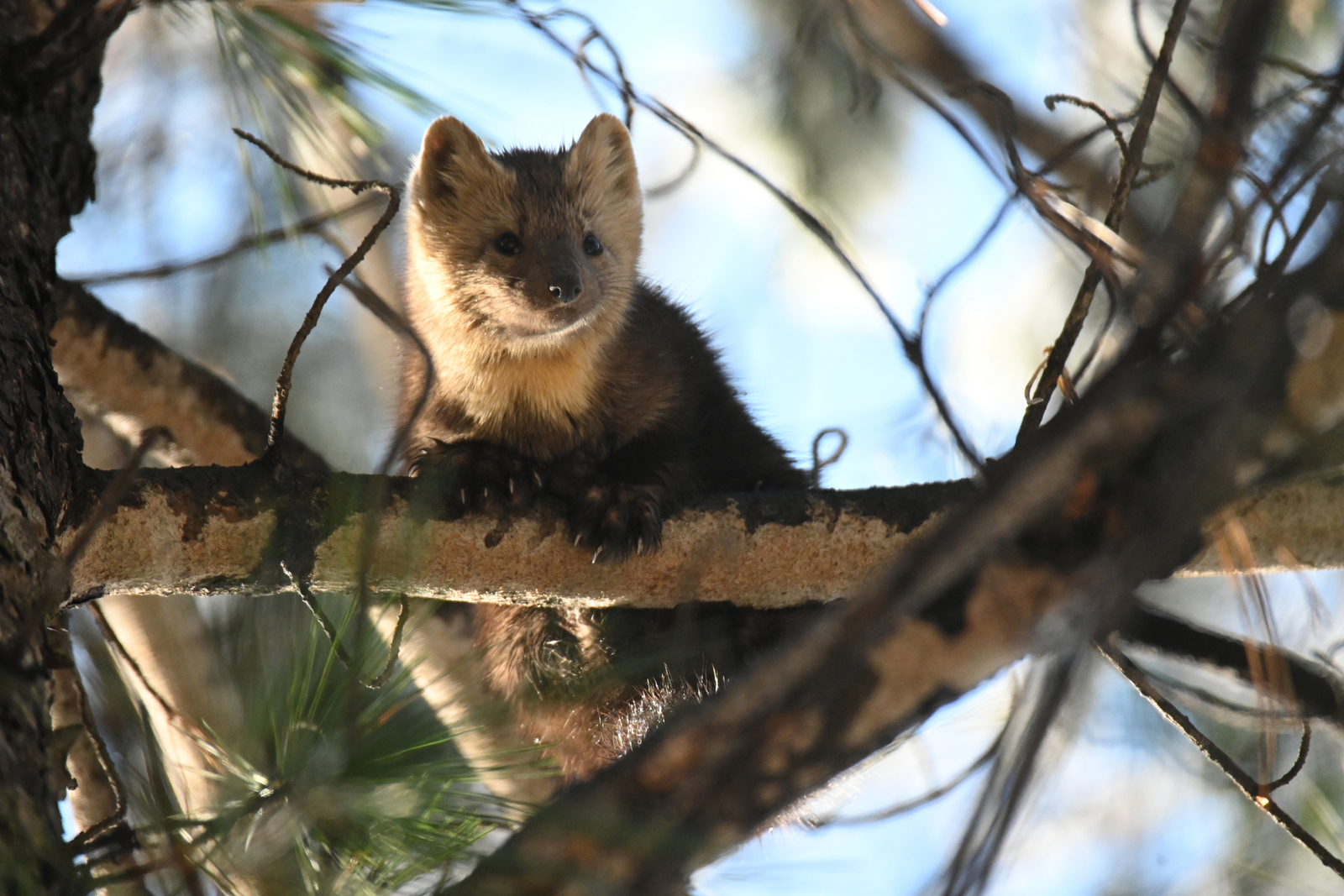 A sable sits on a tree branch in the taiga. Image Credit: © Vladimir Chebanov | Dreamstime.com. A sable sits on a tree branch in the taiga. Image Credit: © Vladimir Chebanov | Dreamstime.com.