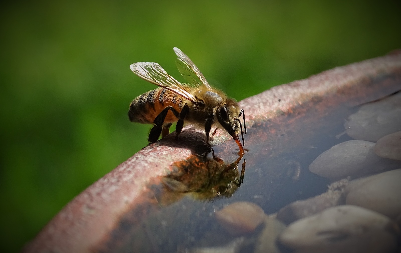 A thirsty bee taking a drink at a bird bath. A thirsty bee taking a drink at a bird bath. Photo 193211975 © James Twedt | Dreamstime