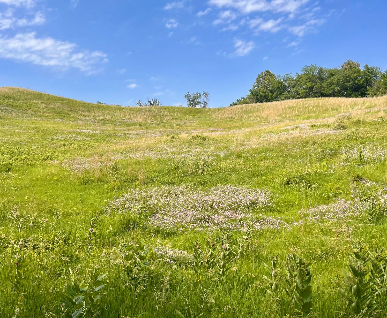 The Vincent Bluff State Preserve in Council Bluffs, Iowa. Image Credit: Lindsey Jean Schueman, One Earth. The Vincent Bluff State Preserve in Council Bluffs, Iowa. Image Credit: Lindsey Jean Schueman, One Earth.