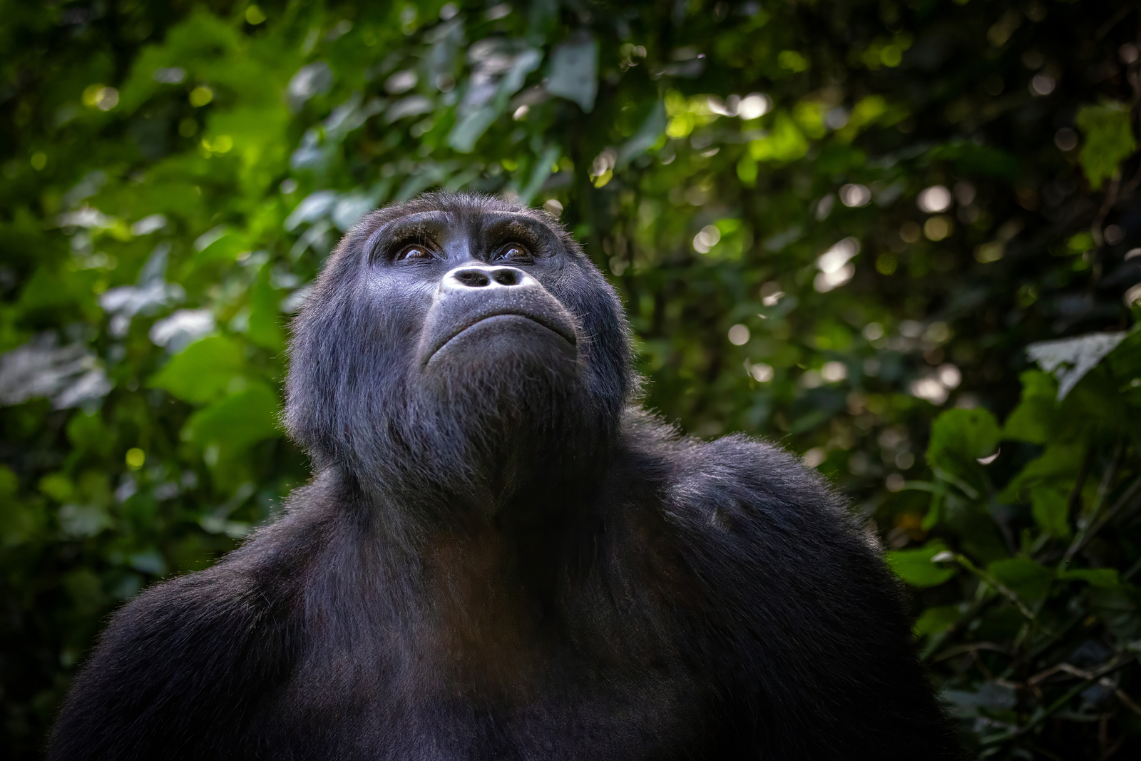 Adult male mountain gorilla in Uganda. Image Credit: © Rixie | Dreamstime.com. Adult male mountain gorilla in Uganda. Image Credit: © Rixie | Dreamstime.com.