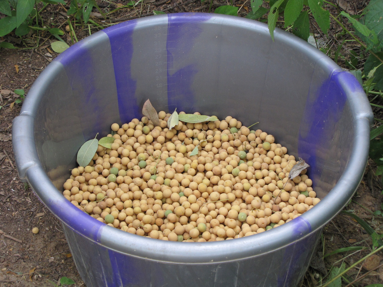 Harvest from a hanza tree (Boscia senegalensis) produces 47 kilos of fruits. Image Credit: Sahara Sahel Foods. Harvest from a hanza tree (Boscia senegalensis) produces 47 kilos of fruits. Image Credit: Sahara Sahel Foods.