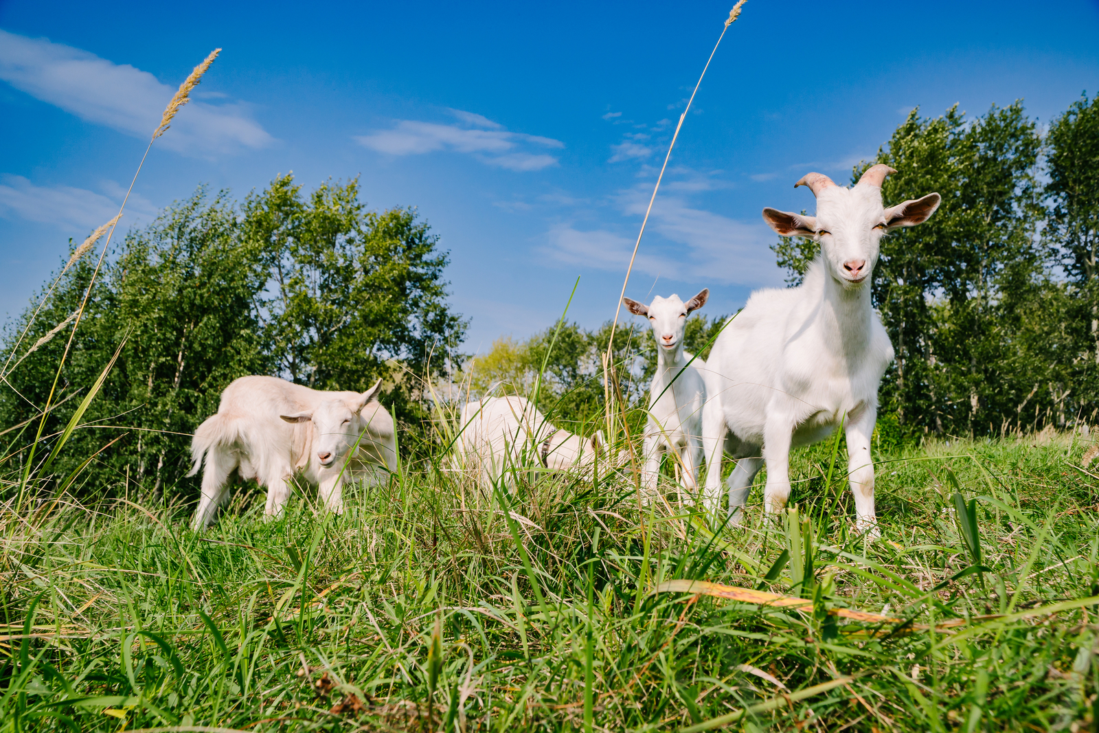 Goat herd. Image credit: © Nikita Lurginson | Dreamstime.com. Goat herd. Image credit: © Nikita Lurginson | Dreamstime.com.