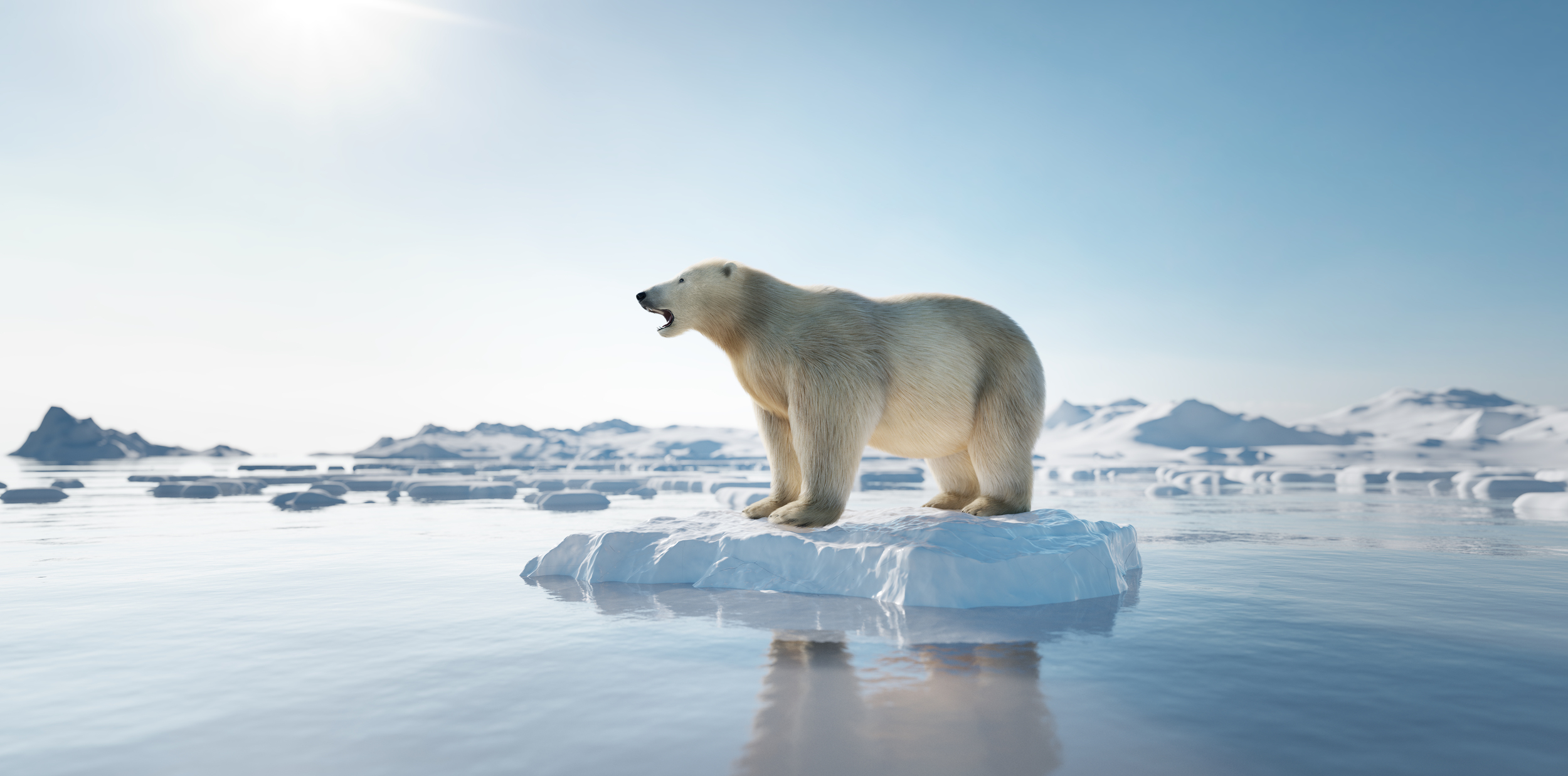 The polar bear has become a symbol for the climate crisis as sea ice melts at a rapid rate due to global temperature increase. Image Credit: Photocreo, Envato Elements. The polar bear has become a symbol for the climate crisis as sea ice melts at a rapid rate due to global temperature increase. Image Credit: Photocreo, Envato Elements.