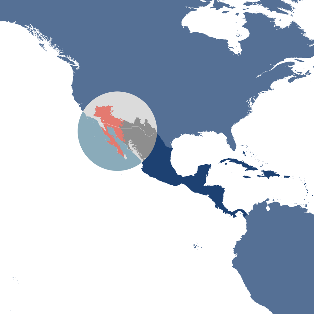 The Baja California rock squirrel is the iconic species of the Baja California bioregion (NA30), located within the Mexican Drylands subrealm of Northern America. The Baja California rock squirrel is the iconic species of the Baja California bioregion (NA30), located within the Mexican Drylands subrealm of Northern America.