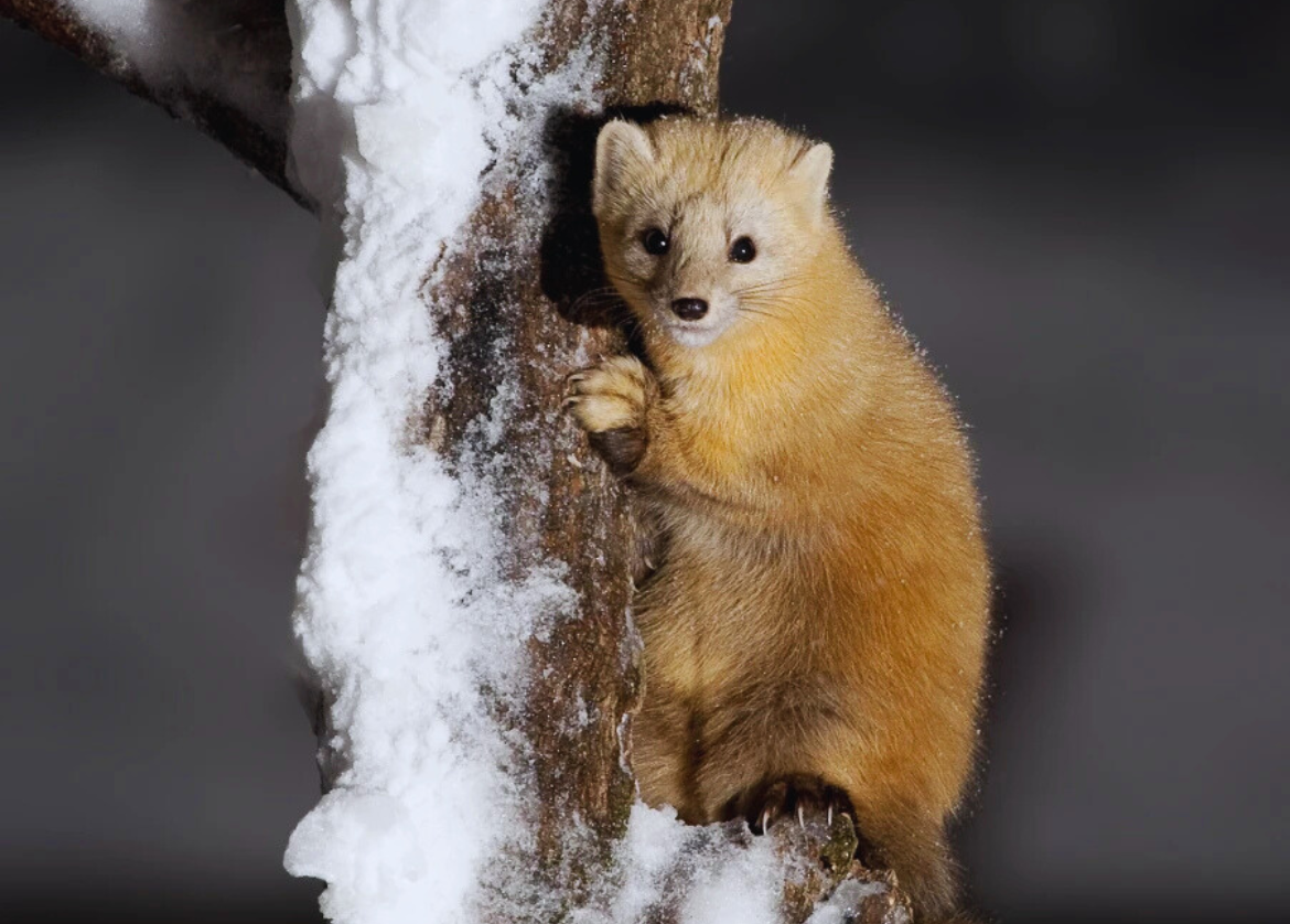 A sable dawning its winter coat. Image Credit: Tokumi, Animalia.bio. A sable dawning its winter coat. Image Credit: Tokumi, Animalia.bio.