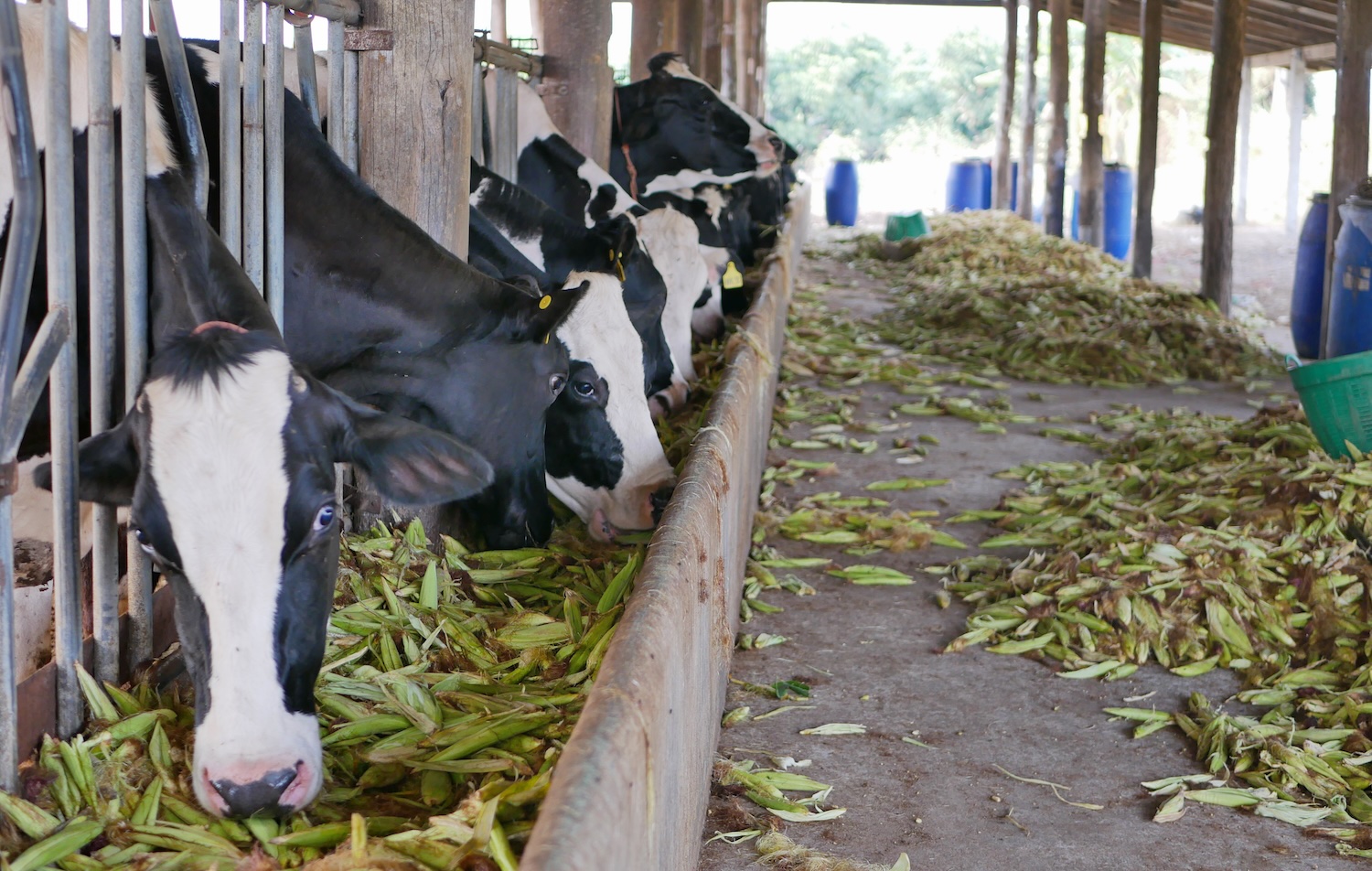 Livestock eating corn. Dairy cows, raised in a farm, eating corn.