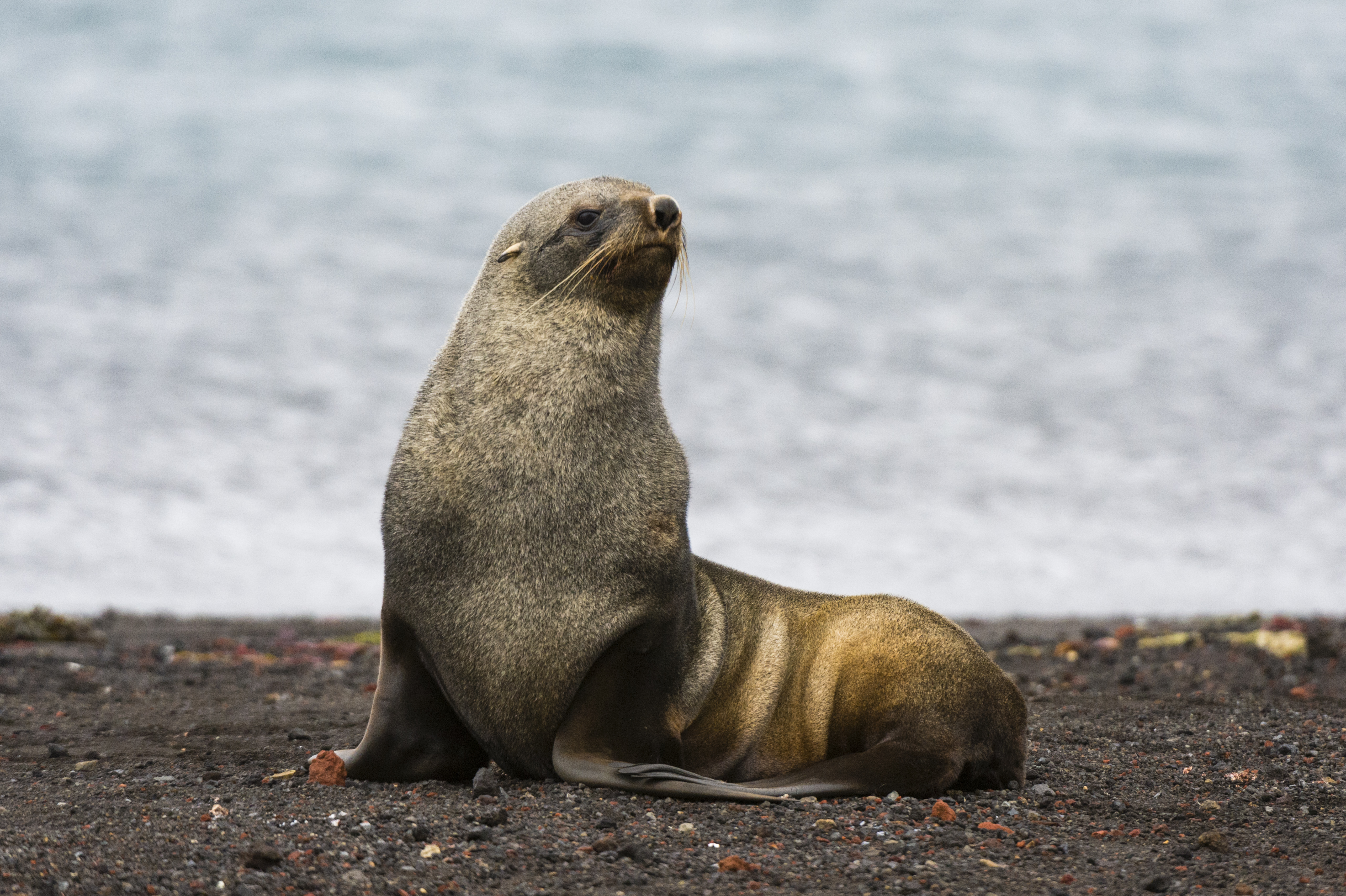 Antarctic fur seal (Arctocephalus gazella) on Deception Island, Antarctica. Image Credit: Image-Source, Envato. Antarctic fur seal (Arctocephalus gazella) on Deception Island, Antarctica. Image Credit: Image-Source, Envato.