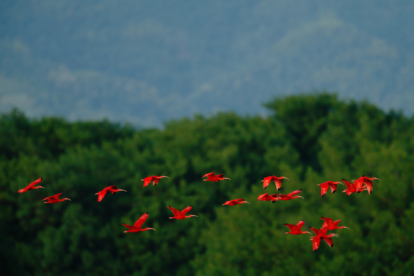 A flock of scarlet ibis, flying above the rainforest. Image Credit: © Ondřej Prosický | Dreamstime.com. A flock of scarlet ibis, flying above the rainforest. Image Credit: © Ondřej Prosický | Dreamstime.com.