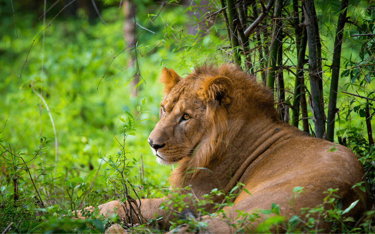 asiatic lion in India national park cc Dopeyden (1).png Asiatic lion in a national park in India. Image credit: Dopeyden, Creative Commons