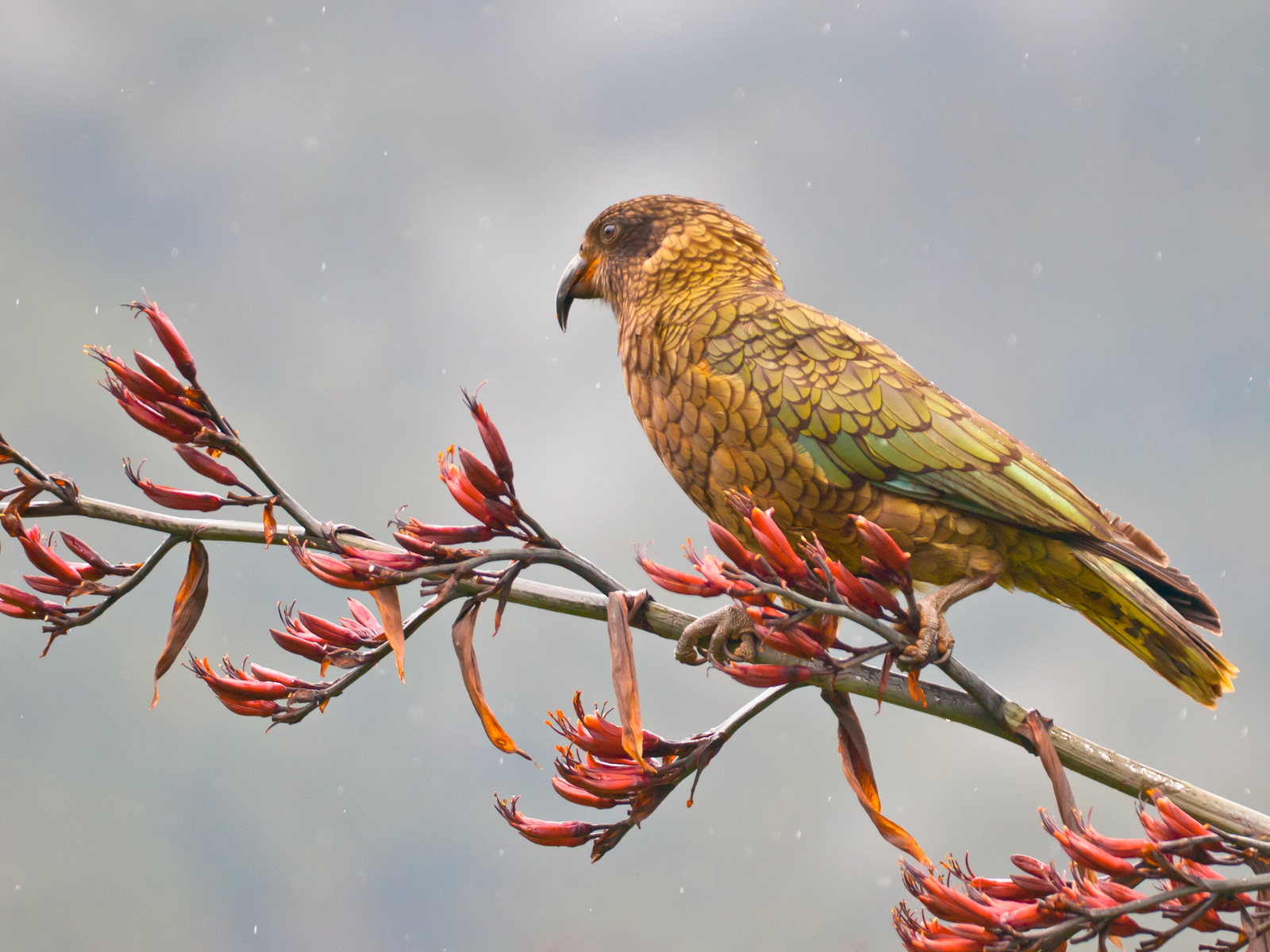 A curious native endemic kea parrot on a New Zealand flax. Image Credit: © Rudmer Zwerver | Dreamstime.com. A curious native endemic kea parrot on a New Zealand flax. Image Credit: © Rudmer Zwerver | Dreamstime.com.