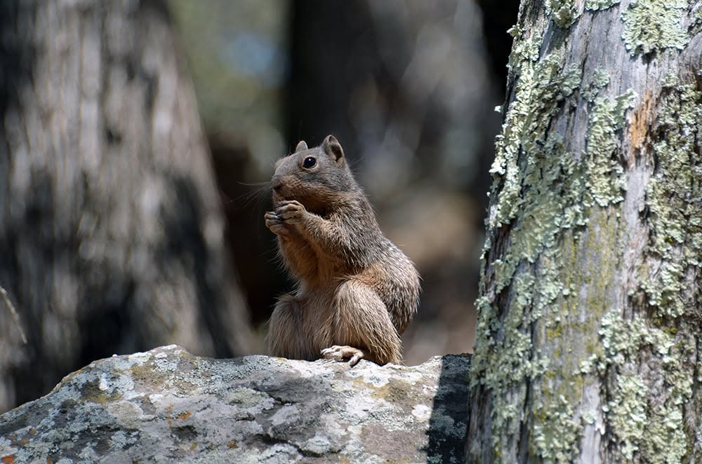 Baja California rock squirrel. Image Credit: Kenneth Shirk. Baja California rock squirrel. Image Credit: Kenneth Shirk.