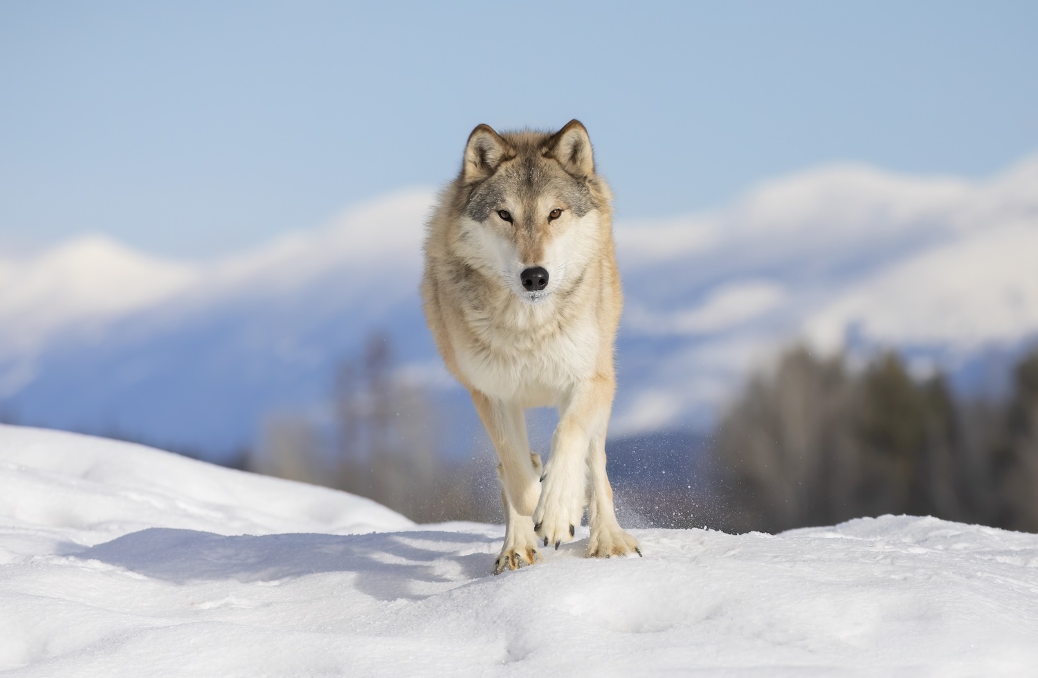 Tundra Wolf (Canis lupus albus) Tundra Wolf (Canis lupus albus) running in the winter snow.