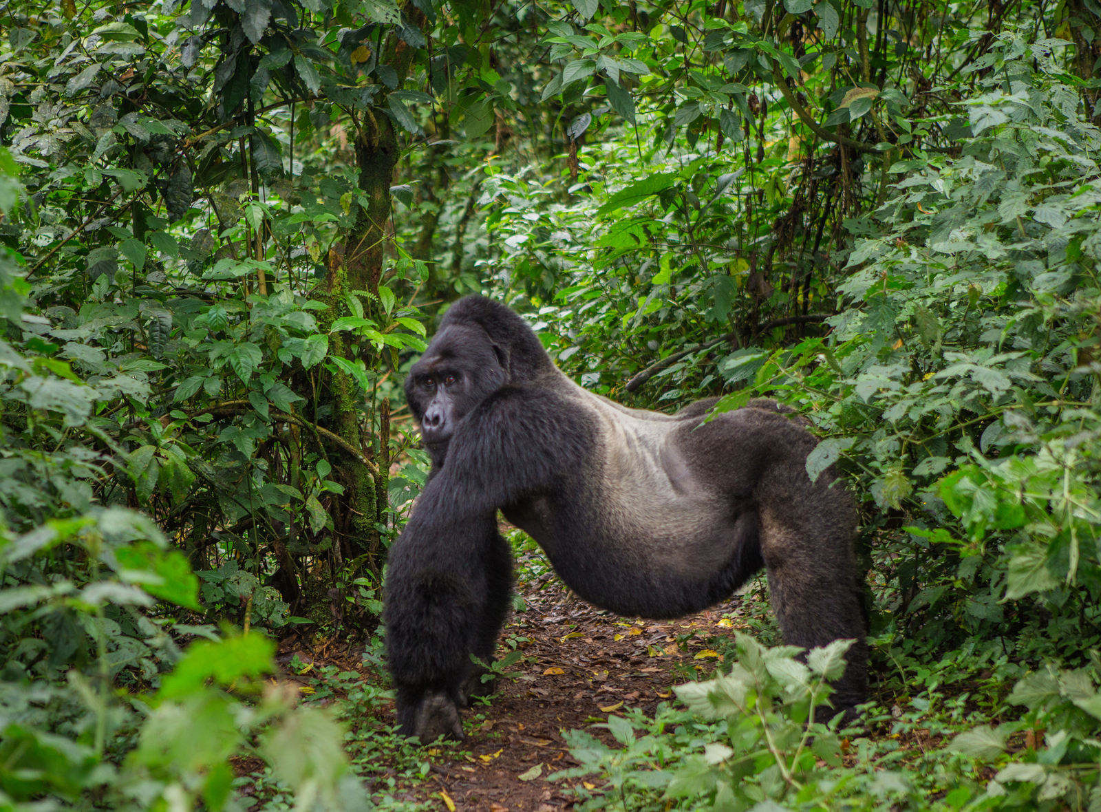Dominant male mountain gorilla in Bwindi Impenetrable Forest National Park, Uganda. Image Credit:© Andrey Gudkov | Dreamstime.com. Dominant male mountain gorilla in Bwindi Impenetrable Forest National Park, Uganda. Image Credit:© Andrey Gudkov | Dreamstime.com.