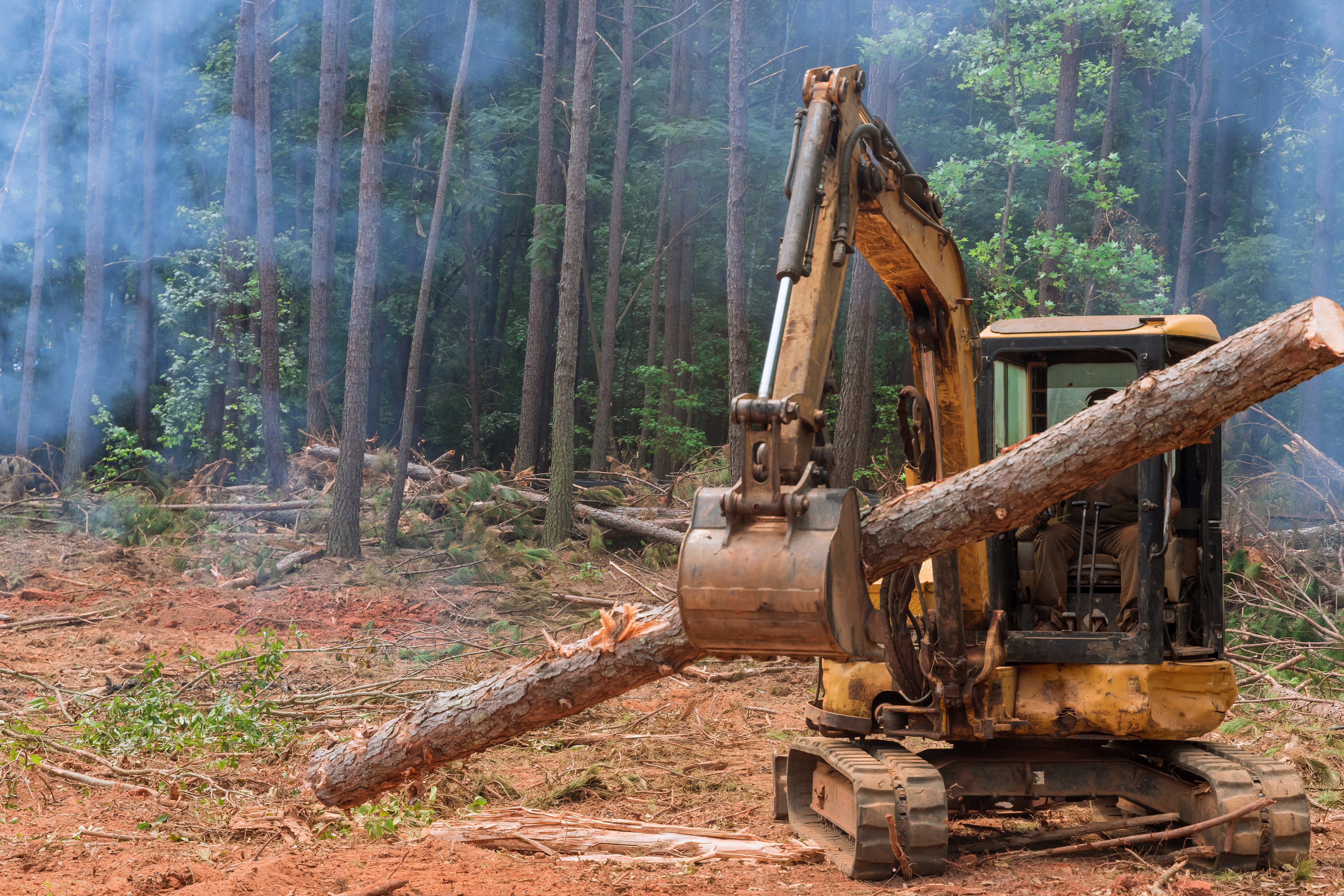 Mature and old-growth forests are being destroyed, despite the Biden Administration's initial directives to prioritize conservation. Image Credit: Photovs, Envato Elements. Mature and old-growth forests are being destroyed, despite the Biden Administration's initial directives to prioritize conservation. Image Credit: Photovs, Envato Elements.