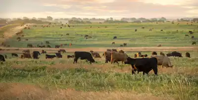 Sustainable Rangelands