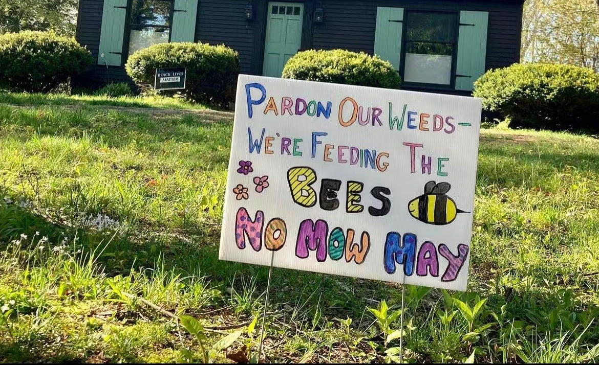 Pardon Our Weeds - We're Feeding The Bees sign Pardon Our Weeds - We're Feeding The Bees sign for No Mow May.