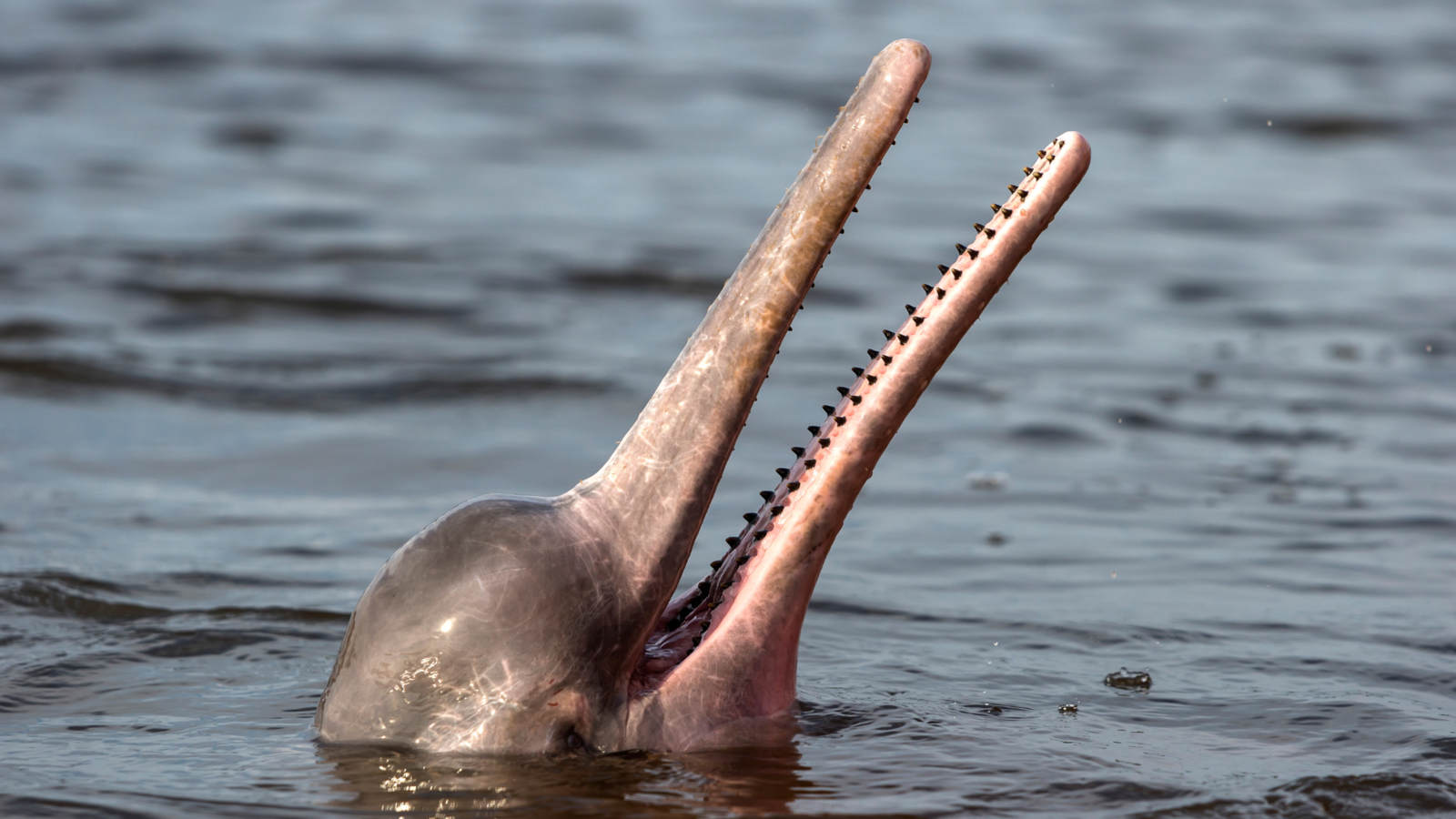 Amazon river dolphin in the Rio Negro. Image Credit: Michel VIARD from Getty Images Amazon river dolphin in the Rio Negro. Image Credit: Michel VIARD from Getty Images via Canva Pro.