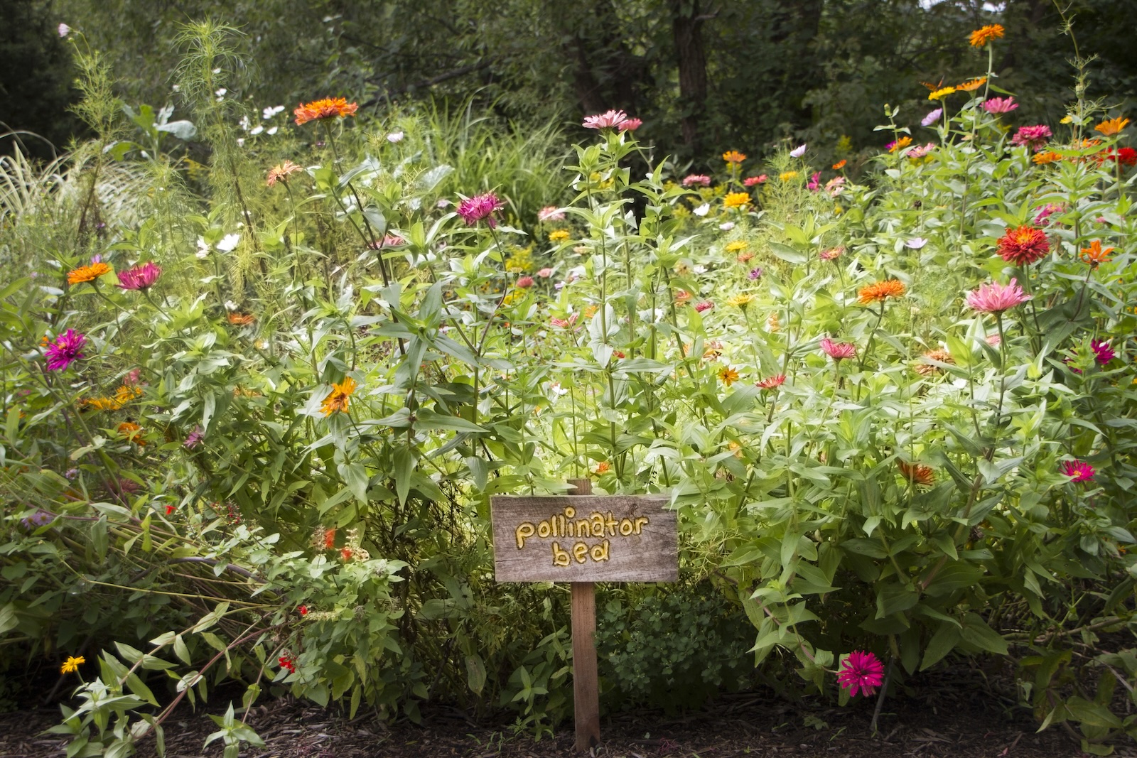 Lauritzen Gardens, Omaha, Nebraska, pollinator garden. Lauritzen Gardens, Omaha, Nebraska, pollinator garden. Bright flowers attract hummingbirds, butterflies, bees and other pollinators in the garden. Image credit 126659436 © Tamara Lee Harding | Dreamstime
