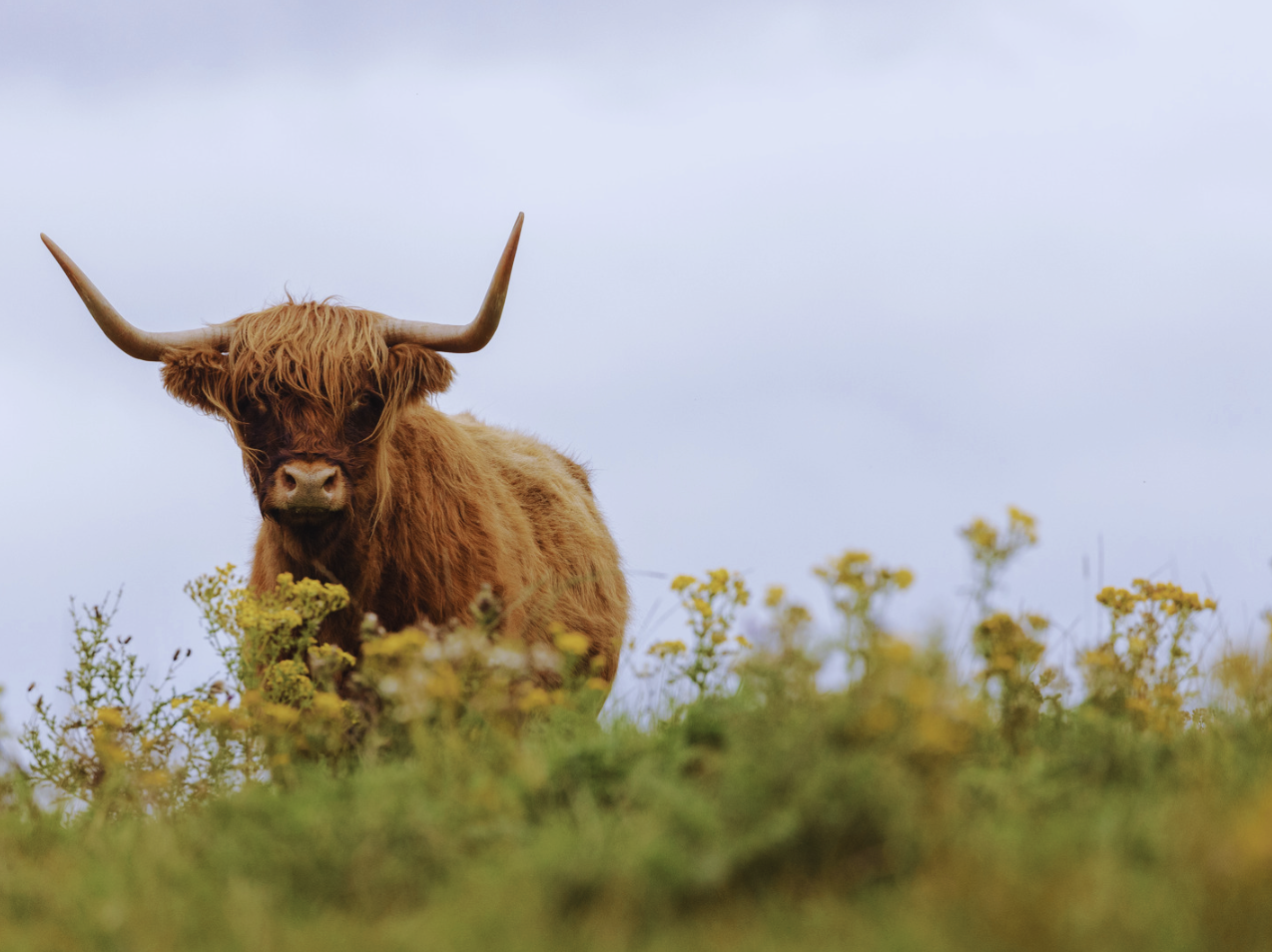 Matt Vermeersch is also using Highland cows in the same manner at Hitchcock Nature Center in Honey Creek, Iowa. Image Credit: Scott Allan from Getty Images via Canva Pro. Matt Vermeersch is also using Highland cows in the same manner at Hitchcock Nature Center in Honey Creek, Iowa. Image Credit: Scott Allan from Getty Images via Canva Pro.