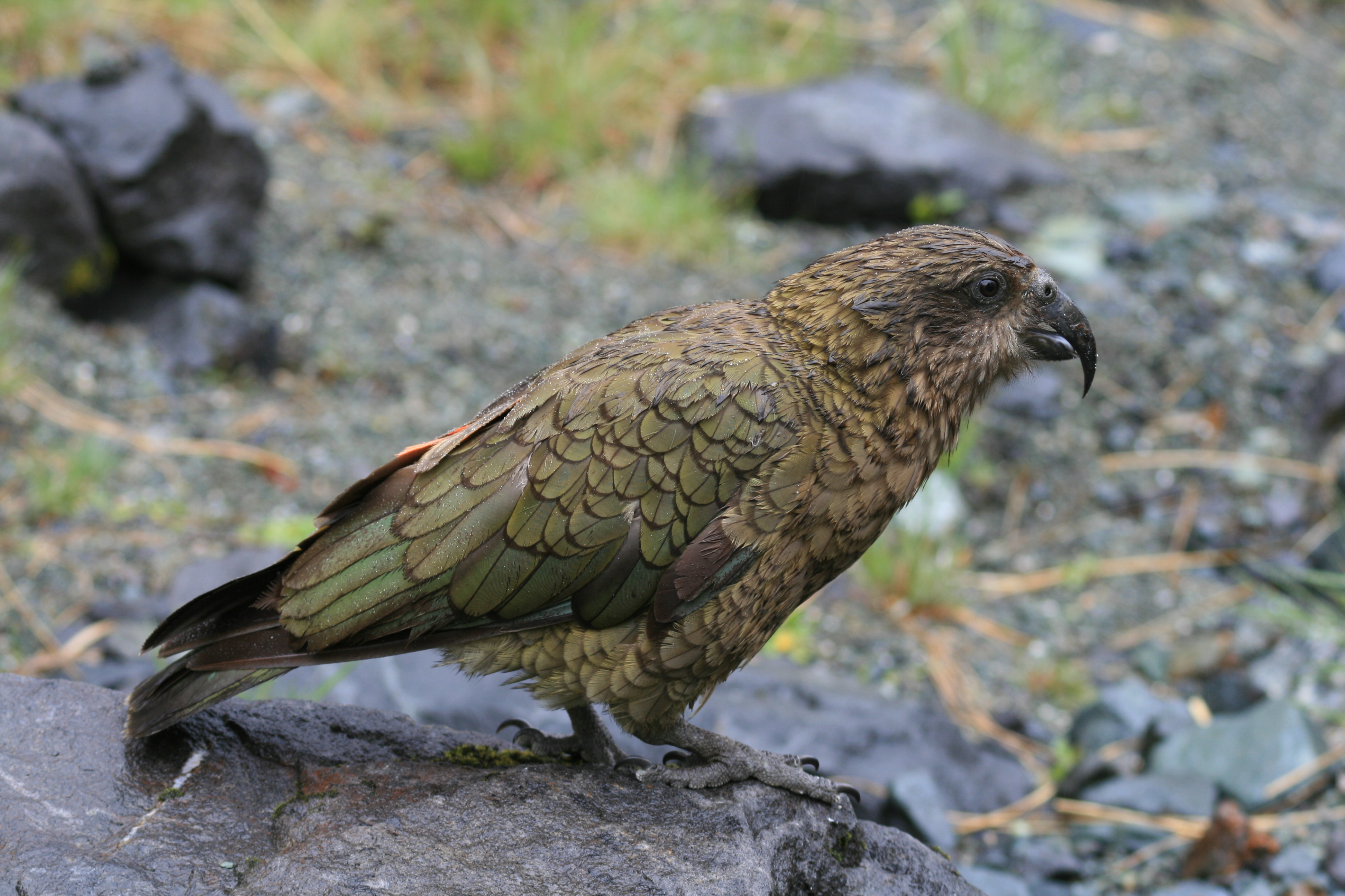 Kea parrot. Image credit: Wikipedia, Mark Whatmough (CC by 2.0) Kea parrot. Image credit: Wikipedia, Mark Whatmough (CC by 2.0)
