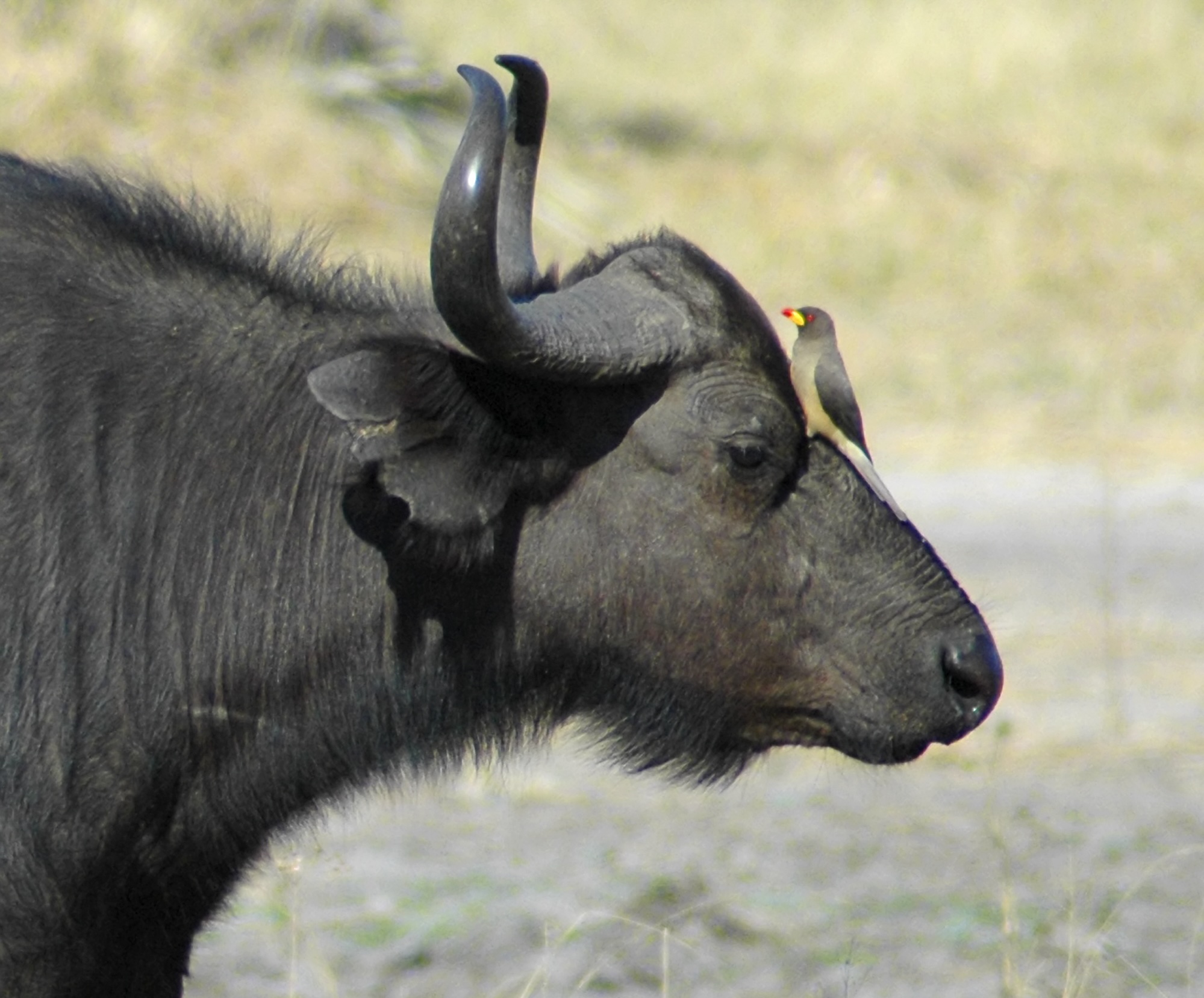 Profile of a water buffalo, with an oxpecker on his nose. Profile of a water buffalo, with an oxpecker on his nose. Image credit: © Pete Favelle | Dreamstime.jpeg