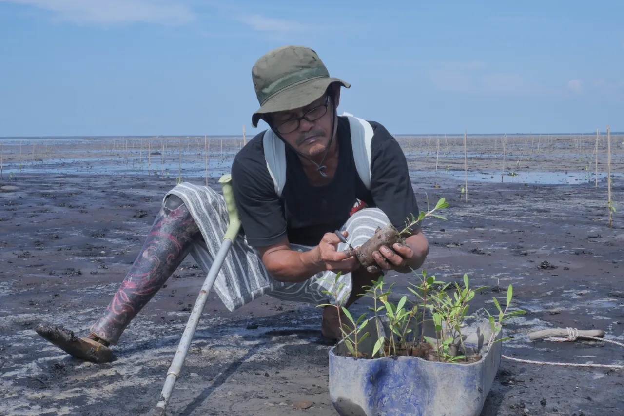 Mangrove and peatland recovery in Riau Province. Image Credit: Ma Earth. Mangrove and peatland recovery in Riau Province. Image Credit: Ma Earth.