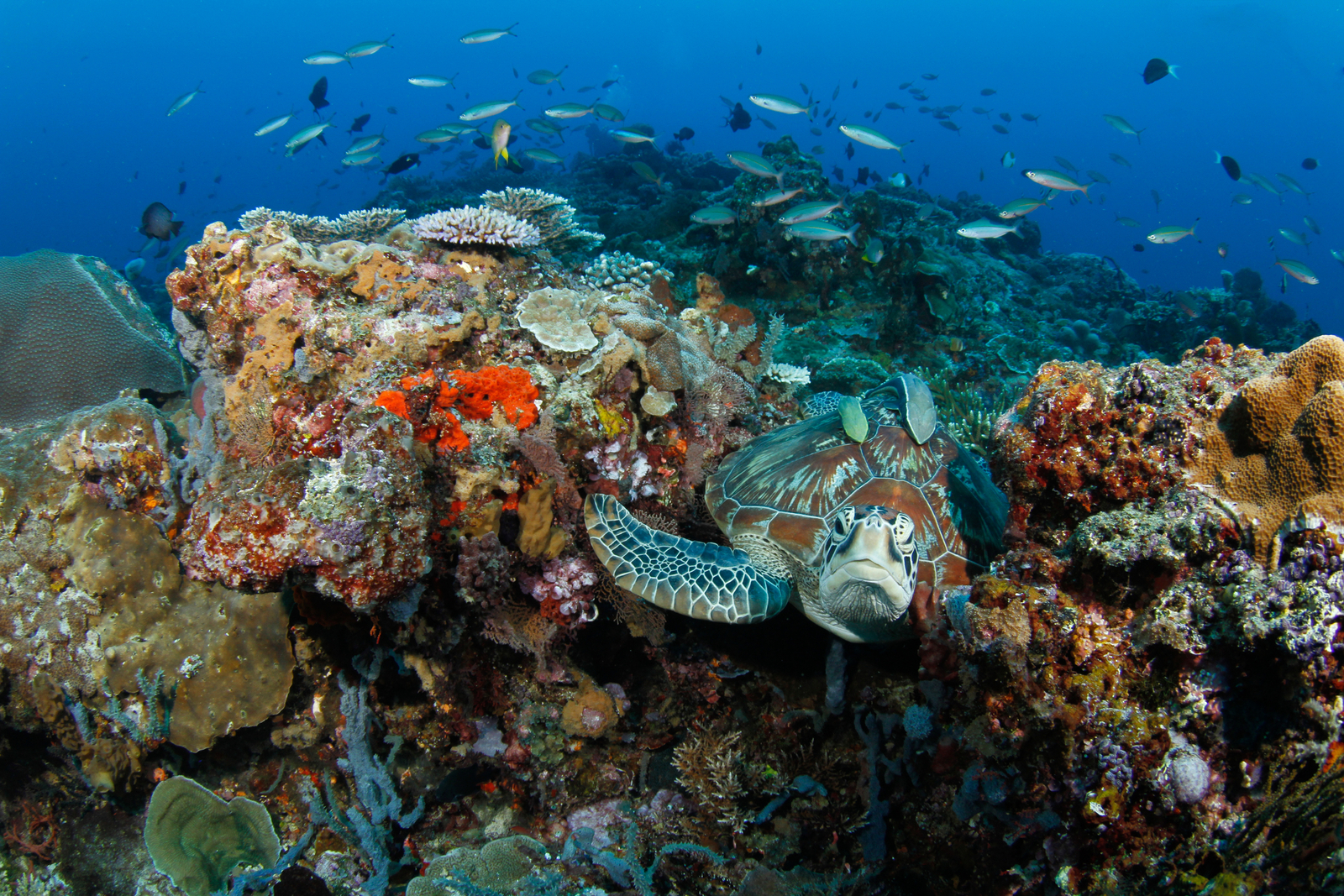 A green sea turtle (Chelonia mydas) is resting in a tropical coral reef surrounded by fish. Image Credit: © Divehive | Dreamstime.com. A green sea turtle (Chelonia mydas) is resting in a tropical coral reef surrounded by fish. Image Credit: © Divehive | Dreamstime.com.