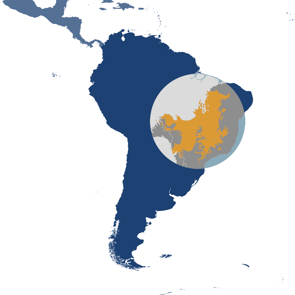 In the One Earth Bioregions Framework, the maned wolf is the iconic species of the Cerrado Savannas bioregion (NT13), located in the Brazil Cerrado & Atlantic Coast subrealm of Southern America.