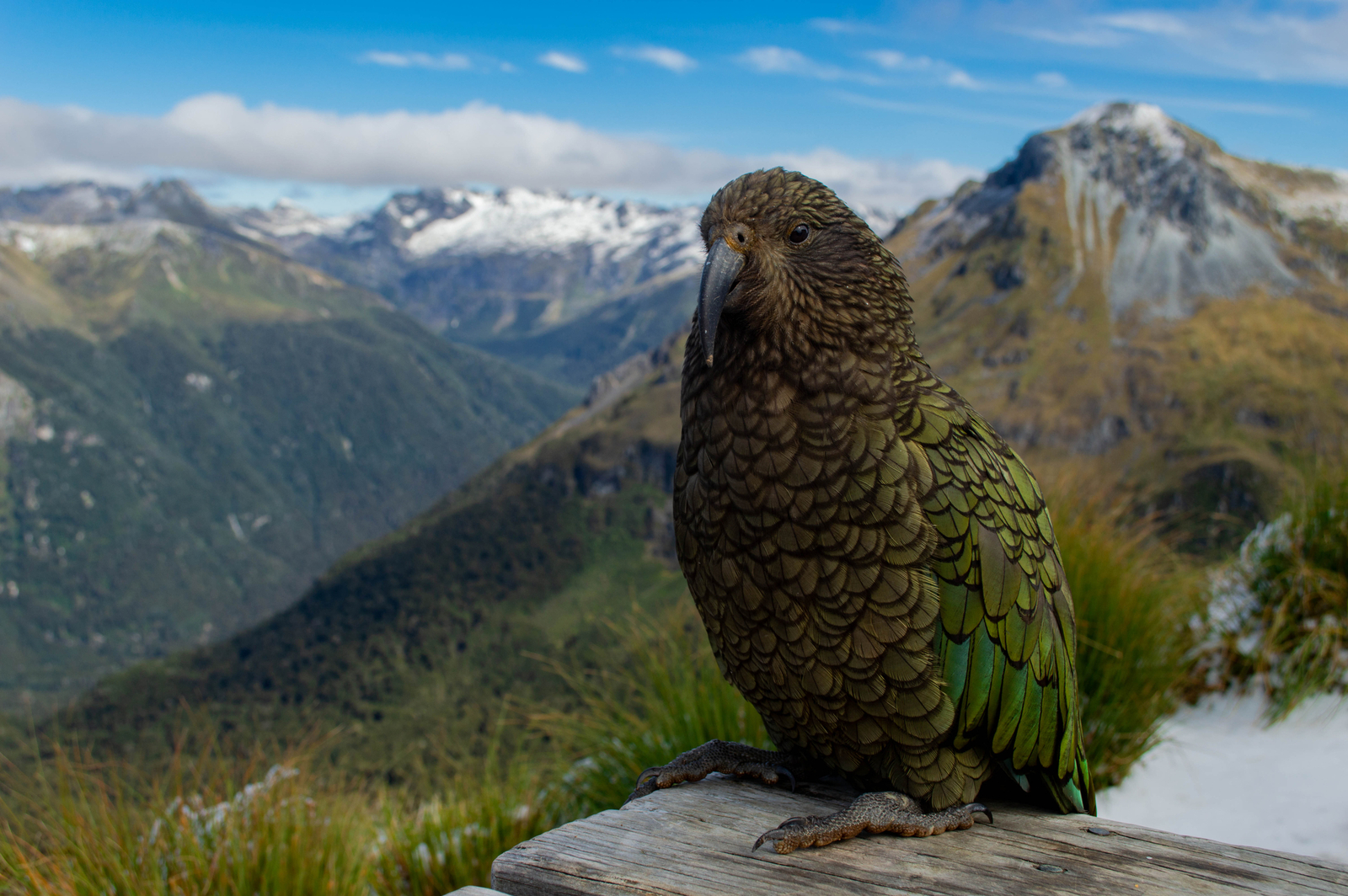 Kea parrot in front of mountain range; Kepler Track, New Zealand. Image Credit: © Jannikmohr | Dreamstime.com. Kea parrot in front of mountain range; Kepler Track, New Zealand. Image Credit: © Jannikmohr | Dreamstime.com.