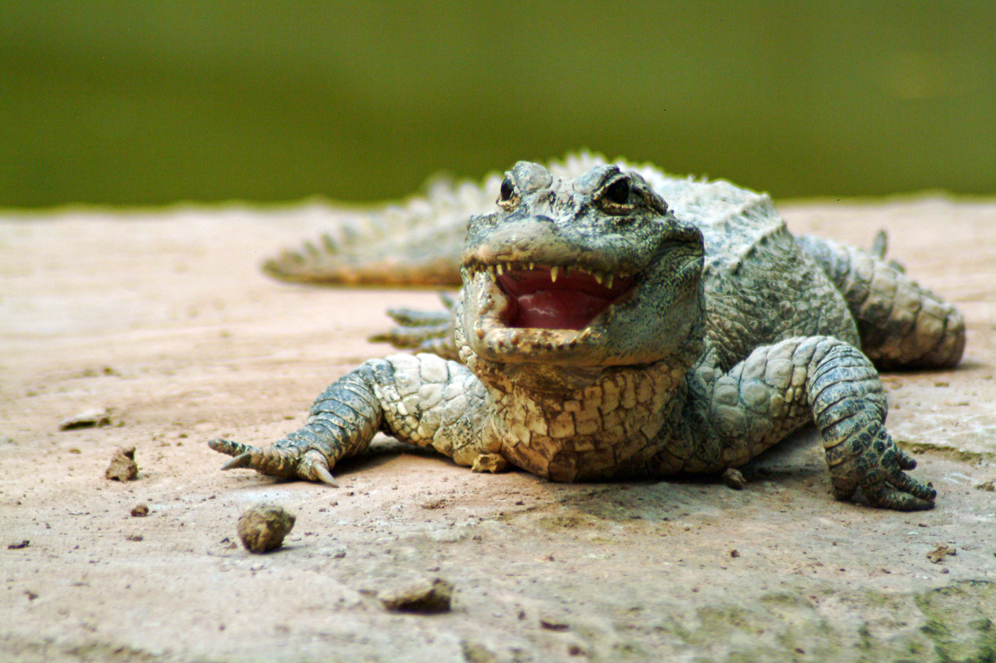 The Yangtze alligator, is also known as the Chinese alligator, or historically the muddy dragon. Image Credit: ID 4776290 © Liuqf | Dreamstime.com. The Yangtze alligator, is also known as the Chinese alligator, or historically the muddy dragon. Image Credit: ID 4776290 © Liuqf | Dreamstime.com.