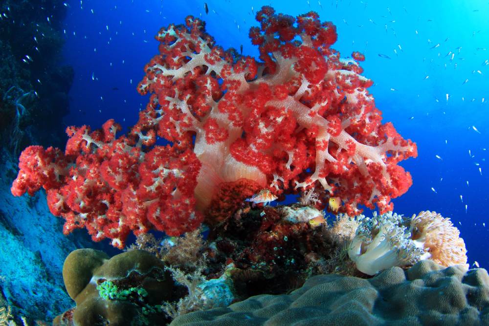 Coral reefs and fish at Raja Ampat in West Papua, Indonesia. Coral reefs and fish at Raja Ampat in West Papua, Indonesia.