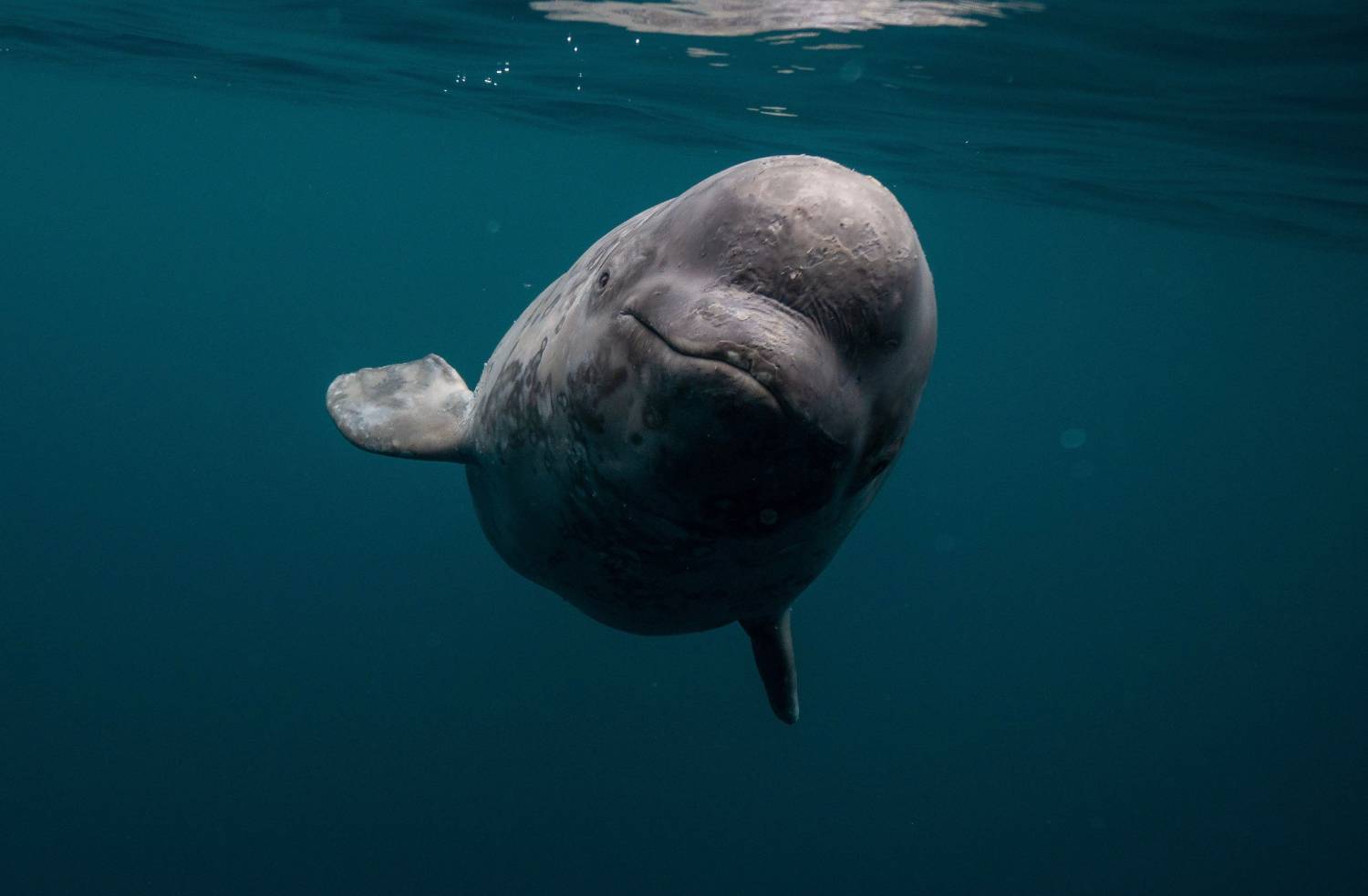 Closeup shot of a beluga whale marine mammal swimming in the clear blue water of the sea dreamstime_xxl_259300389 (2).jpg Closeup shot of a beluga whale marine mammal swimming in the clear blue water of the sea dreamstime_xxl_259300389 (2).jpg