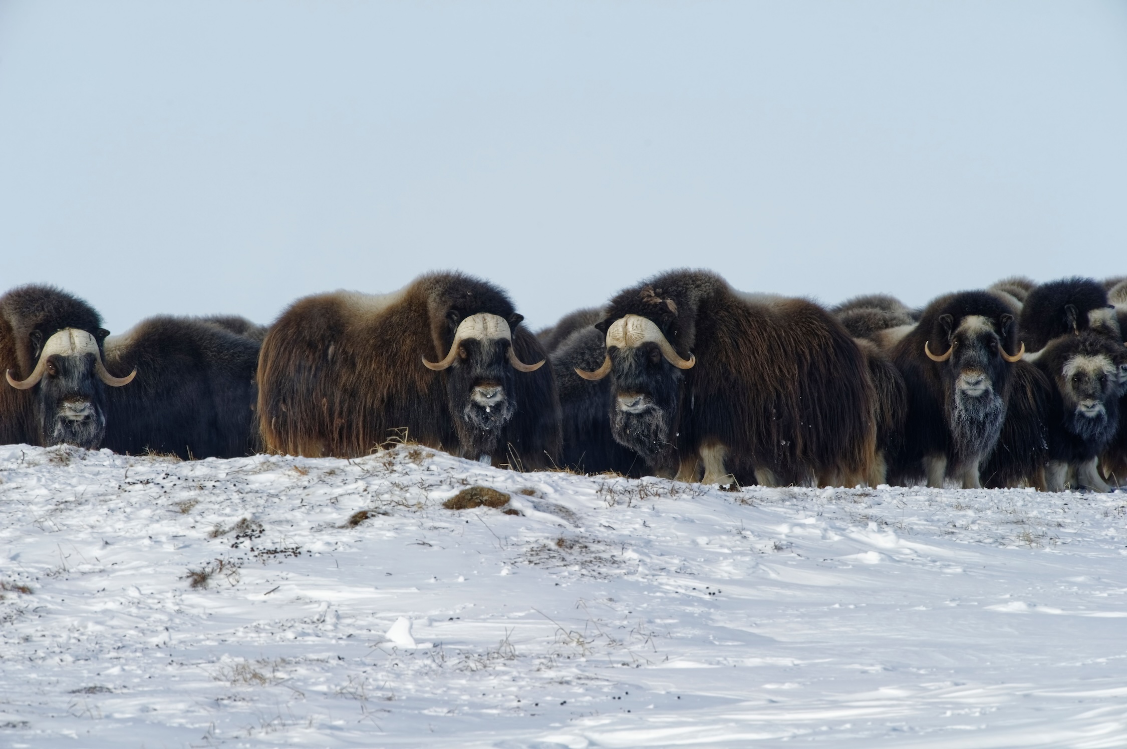 A herd of muskoxen withstanding the frigid winter as one. Image Credit: Wirestock, Envato Elements. A herd of muskoxen withstanding the frigid winter as one. Image Credit: Wirestock, Envato Elements.